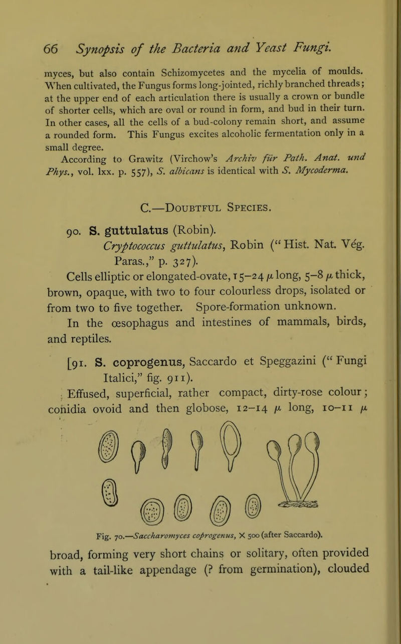 myces, but also contain Schizomycetes and the mycelia of moulds. When cultivated, the Fungus forms long-jointed, richly branched threads; at the upper end of each articulation there is usually a crown or bundle of shorter cells, which are oval or round in form, and bud in their turn. In other cases, all the cells of a bud-colony remain short, and assume a rounded form. This Fungus excites alcoholic fermentation only in a small degree. According to Grawitz (Virchow's Archiv fur Path. Anat. und Phys., vol. Ixx. p. 557), S. albicans is identical with S. Mycoderma. C.—Doubtful Species. 90. S. guttulatus (Robin). Cryptococcus guttulatus^ Robin ( Hist. Nat. Veg. Paras., p. 327). Cells elliptic or elongated-ovate, t 5-24 /a long, 5-8 /a thick, brown, opaque, with two to four colourless drops, isolated or from two to five together. Spore-formation unknown. In the oesophagus and intestines of mammals, birds, and reptiles. [91. S. coprogenus, Saccardo et Speggazini (Fungi Italici, fig. 911). Effused, superficial, rather compact, dirty-rose colour; cohidia ovoid and then globose, 12-14 \^ long, lo-ii /a Fig. 70.—Saccharomyces coprogenus, X 500 (after Saccardo). broad, forming very short chains or solitary, often provided with a tail-like appendage (? from germination), clouded