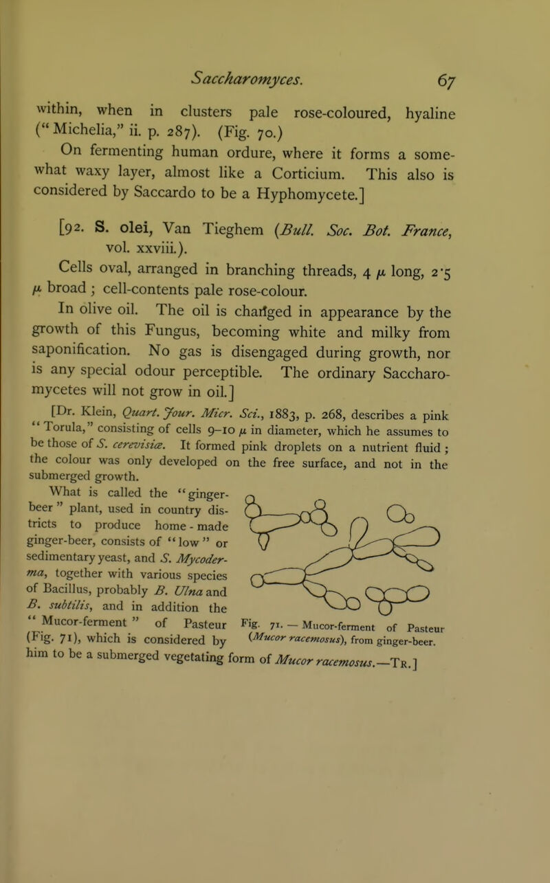 within, when in clusters pale rose-coloured, hyaline (Michelia, ii. p. 287). (Fig. 70.) On fermenting human ordure, where it forms a some- what waxy layer, almost like a Corticium. This also is considered by Saccardo to be a Hyphomycete.] [92. S. olei, Van Tieghem {Bull. Soc. Bot. France, vol. xxviii.). Cells oval, arranged in branching threads, 4 /a long, 2 -5 broad ; cell-contents pale rose-colour. In olive oil. The oil is chailged in appearance by the growth of this Fungus, becoming white and milky from saponification. No gas is disengaged during growth, nor is any special odour perceptible. The ordinary Saccharo- mycetes will not grow in oil.] [Dr. Klein, Quart. Jour. After. Set., 1883, p. 268, describes a pink  Torula, consisting of cells 9-10 (i in diameter, which he assumes to be those of i. cerevisia. It formed pink droplets on a nutrient fluid ; the colour was only developed on the free surface, and not in the submerged growth. What is called the ginger- beer  plant, used in country dis- tricts to produce home - made ginger-beer, consists of low or sedimentary yeast, and S. Mycoder- ma, together with various species of Bacillus, probably B. Ulna and ^ ^'^'-^^^^V-n CC^CD B. subtilis, and in addition the nJO  Mucor-ferment  of Pasteur Fig. 71-- Mucor-ferment of Pasteur (Fig. 71), which is considered by from ginger-beer, him to be a submerged vegetating form oiMucor racemosus.-T^.^