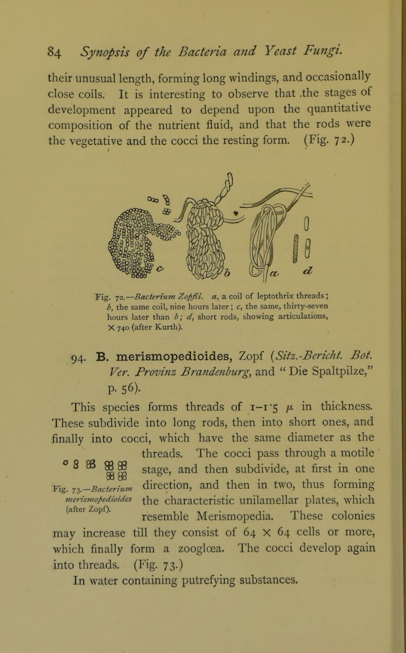 their unusual length, forming long windings, and occasionally- close coils. It is interesting to observe that .the stages of development appeared to depend upon the quantitative composition of the nutrient fluid, and that the rods were the vegetative and the cocci the resting form. (Fig. 72.) Fig. 72.—Bacteriinn Zopfii. a, a coil of leptothrix threads; b, the same coil, nine hours later; c, the same, thirty-seven hours later than b; d, short rods, showing articulations, X 740 (after Kurth). 94. B. merismopedioides, Zopf {Sitz.-Bericht. Bat. Ver. Provinz Brandenburg, and  Die Spaltpilze, P- 56). This species forms threads of i-i5 in thickness. These subdivide into long rods, then into short ones, and finally into cocci, which have the same diameter as the threads. The cocci pass through a motile ° ^ ^ ^ ^ stage, and then subdivide, at first in one Fig. y2.-Bacterinm dircctiou, and then in two, thus forming merismopedioides j-j-^g characteristic unilamellar plates, which (after ZopO- resemblc Merismopedia. These colonies may increase till they consist of 64 X 64 cells or more, which finally form a zooglcea. The cocci develop again into threads. (Fig. 73.) In water containing putrefying substances.