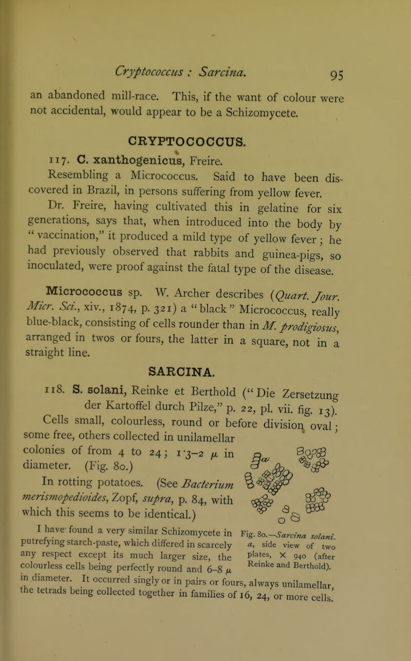 an abandoned mill-race. This, if the want of colour were not accidental, would appear to be a Schizomycete. CRYPTOCOCCUS. 117. C. xanthogenicus, Freire. Resembling a Micrococcus. Said to have been dis- covered in Brazil, in persons suffering from yellow fever. Dr. Freire, having cultivated this in gelatine for six generations, says that, when introduced into the body by  vaccination, it produced a mild type of yellow fever ; he had previously observed that rabbits and guinea-pigs, so inoculated, were proof against the fatal type of the disease. Micrococcus sp. W. Archer describes {Quart. Jour. Micr. Set., xiv., 1874, p. 321) a black Micrococcus, really blue-black, consisting of cells rounder than in M. prodigiosus, arranged in twos or fours, the latter in a square, not in a straight line. SARCINA. u8. S. solani, Reinke et Berthold (Die Zersetzung der Kartofifel durch Pilze, p. 22, pi. vii. fig. 13). Cells small, colourless, round or before divisioi^ oval; some free, others collected in unilamellar colonies of from 4 to 24; i -3-2 /^t in o S^,^^ diameter. (Fig. 80.) In rotting potatoes. {^&e Bacterium merismopedioides, Zopf, supra, p. 84, with ^ which this seems to be identical.) ^ ^ I have found a very similar Schizomycete in Fig. %o.Sarcina soUni putrefying starch-paste, which differed in scarcely «. side view of two any respect except its much larger size, the P'^'^**- ^ 94o (after colourless cells being perfectly round and 6-8 /u ^^'''^ ^'^ Berthold). in diameter It occurred singly or in pairs or fours, always unilamellar, the tetrads bemg collected together in families of 16, 24, or more cells.