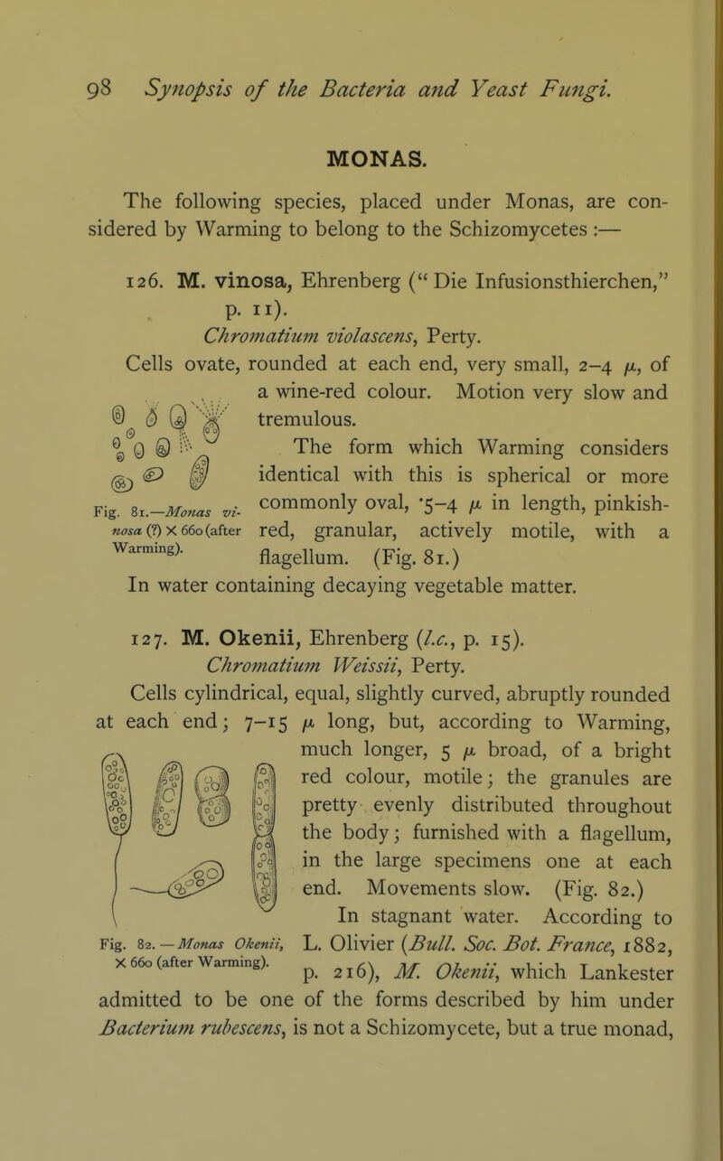 MONAS. The following species, placed under Monas, are con- sidered by Warming to belong to the Schizomycetes :— 126. M. vinosa, Ehrenberg (Die Infusionsthierchen, p. II). Chromatium violascens, Perty. Cells ovate, rounded at each end, very small, 2-4 fi, of a wine-red colour. Motion very slow and tremulous. The form which Warming considers identical with this is spherical or more commonly oval, -5-4 /a in length, pinkish- red, granular, actively motile, with a flagellum. (Fig. 81.) In water containing decaying vegetable matter. ^ 0 0 Fig. 81.—Mo7ias vi- nosa (?) X 660 (after Warming). 127. M. Okenii, Ehrenberg (J.c, p. 15). Chromatium Weissii, Perty. Cells cylindrical, equal, slightly curved, abruptly rounded at each end; 7-15 /u, long, but, according to Warming, much longer, 5 fx broad, of a bright red colour, motile; the granules are pretty evenly distributed throughout the body; furnished with a flagellum, in the large specimens one at each end. Movements slow. (Fig. 82.) In stagnant water. According to L. Olivier {Bull. Soc. Bot. France, 1882, p. 216), M. Okenii, which Lankester admitted to be one of the forms described by him under Baderiufn rubescens, is not a Schizomycete, but a true monad, Fig. 82. — Monas Okenii, X 660 (after Warming).