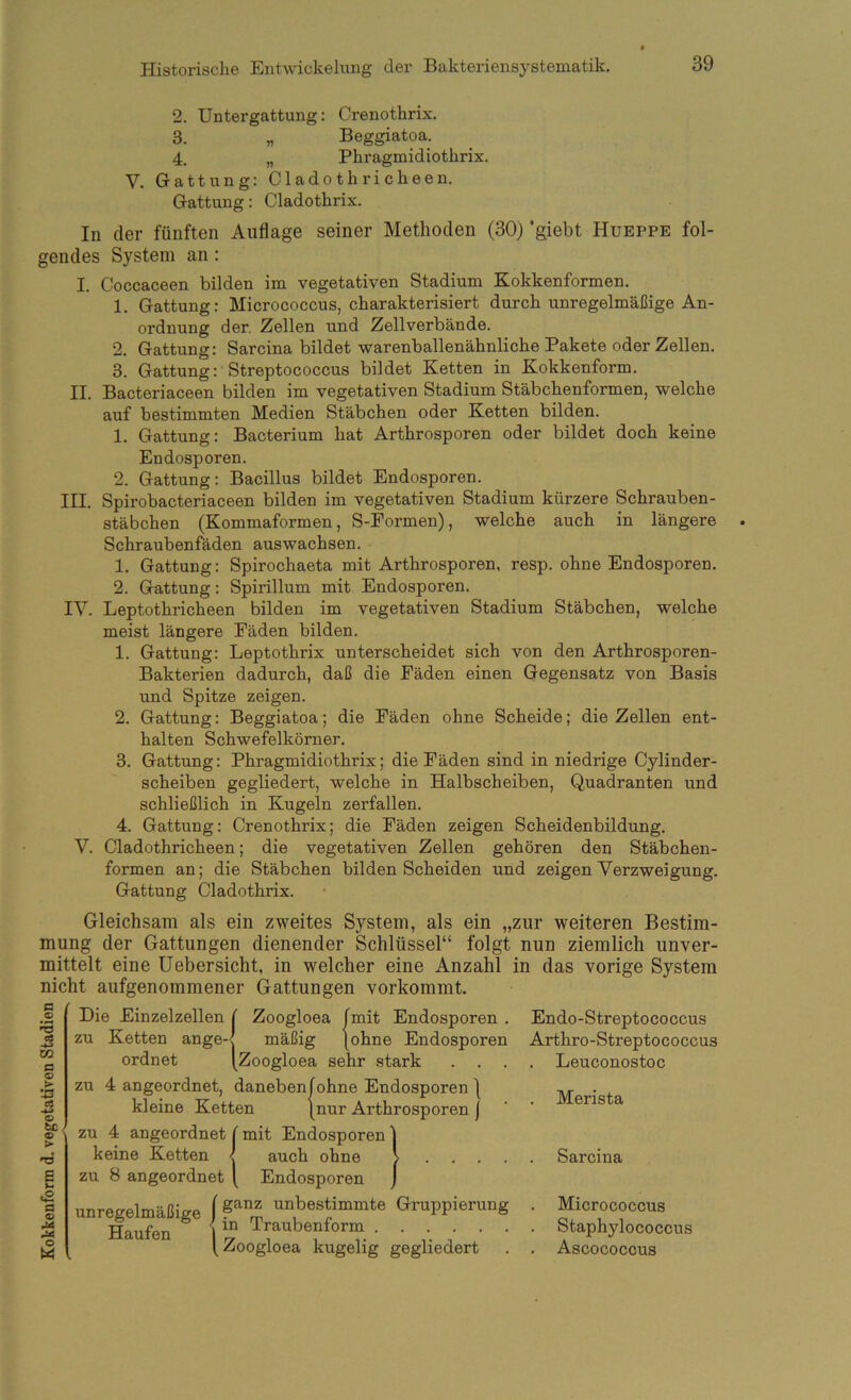 2. Untergattung: Crenothrix. 3. „ Beggiatoa. 4. „ Phragmidiothrix. V. Gattung: Cladothricheen. Gattung: Cladothrix. In der fünften Auflage seiner Methoden (30) ’giebt Hueppe fol- gendes System an: I. Coccaceen bilden im vegetativen Stadium Kokkenformen. 1. Gattung: Micrococcus, charakterisiert durch unregelmäßige An- ordnung der. Zellen und Zellverbände. 2. Gattung: Sarcina bildet warenballenähnliche Pakete oder Zellen. 3. Gattung: Streptococcus bildet Ketten in Kokkenform. II. Bacteriaceen bilden im vegetativen Stadium Stäbchenformen, welche auf bestimmten Medien Stäbchen oder Ketten bilden. 1. Gattung: Bacterium hat Arthrosporen oder bildet doch keine Endosporen. 2. Gattung: Bacillus bildet Endosporen. III. Spirobacteriaceen bilden im vegetativen Stadium kürzere Schrauben- stäbchen (Kommaformen, S-Formen), welche auch in längere Schraubenfäden auswachsen. 1. Gattung: Spirochaeta mit Arthrosporen, resp. ohne Endosporen. 2. Gattung: Spirillum mit Endosporen. IV. Leptothricheen bilden im vegetativen Stadium Stäbchen, welche meist längere Fäden bilden. 1. Gattung: Leptothrix unterscheidet sich von den Arthrosporen- Bakterien dadurch, daß die Fäden einen Gegensatz von Basis und Spitze zeigen. 2. Gattung: Beggiatoa; die Fäden ohne Scheide; die Zellen ent- halten Schwefelkörner. 3. Gattung: Phragmidiothrix; die Fäden sind in niedrige Cylinder- scheiben gegliedert, welche in Halbscheiben, Quadranten und schließlich in Kugeln zerfallen. 4. Gattung: Crenothrix; die Fäden zeigen Scheidenbildung. V. Cladothricheen; die vegetativen Zellen gehören den Stäbchen- formen an; die Stäbchen bilden Scheiden und zeigen Verzweigung. Gattung Cladothrix. Gleichsam als ein zweites System, als ein „zur weiteren Bestim- mung der Gattungen dienender Schlüssel“ folgt nun ziemlich unver- mittelt eine Uebersicht, in welcher eine Anzahl in das vorige System nicht aufgenommener Gattungen vorkommt. a es >4-3 tc 0 o > •J3 es -4-> o tc 0 > a u «2 0 0 O W Zoogloea fmit Endosporen . (ohne Endosporen sehr stark . . . ^ mäßig [Zooglo ea Die Einzelzellen zu Ketten ange ordnet zu 4 angeordnet, daneben föhne Endosporen | kleine Ketten (nur Arthrosporen j zu 4 angeordnet (mit Endosporen keine Ketten < zu 8 angeordnet ( auch ohne Endosporen unregelmäßige f Gruppierung ^ < in Traubenform Haufen \ XU Traubenform (Zoogloea kugelig gegliedert Endo-Streptococcus Arthro-Streptococcus . Leuconostoc . Merista Sarcina Micrococcus Staphylococcus Ascococcus