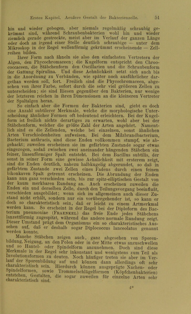 hin und wieder gebogen, aber niemals regelmäßig schraubig ge- krümmt sind, während Schraubenbakterien wohl hin und wieder ziemlich gerade gestreckte, meist aber im Verlauf der ganzen Länge oder doch an irgend einer Stelle deutlich schraubige — unter dem Mikroskop in der Regel wellenförmig gekrümmt erscheinende — Zell- reihen bilden. Ihrer Form nach ähneln sie also den einfachsten Vertretern der Algen, den Phycochromaceen; die Kugelform entspricht den Chroo- coccaceen, die Stäbchenform den Oscillarien und die Schraubenform der Gattung Spirulina. Und diese Aehnlichkeit setzt sich auch bis in die Anordnung zu Verbänden, wie später noch ausführlicher dar- gethan werden soll, fort. Freilich sind die Phycochromaceen, abge- sehen von ihrer Farbe, sofort durch die sehr viel größeren Zellen zu unterscheiden; sie sind Riesen gegenüber den Bakterien, nur wenige der letzteren reichen in ihren Dimensionen an die kleineren Vertreter der Spaltalgen heran. So einfach aber die Formen der Bakterien sind, giebt es doch eine Anzahl subtilerer Merkmale, welche die morphologische Unter- scheidung ähnlicher Formen oft bedeutend erleichtern. Bei der Kugel- form ist freilich nichts derartiges zu erwarten, wohl aber bei der Stäbchenform, welcher die größte Zahl der Arten angehört. Nament- lich sind es die Zellenden, welche bei einzelnen, sonst ähnlichen Arten Verschiedenheiten aufweisen. Bei dem Milzbrandbacterium, Bacterium anthracis, sind diese Enden vollkommen stumpf, wie ab- gehackt; zuweilen erscheinen sie im gefärbten Zustande sogar etwas eingezogen, sodaß zwischen zwei aneinander hängenden Stäbchen ein feiner, linsenförmiger Spalt entsteht. Bei dem Bacillus subtilis, der sonst in seiner Form eine gewisse Aehnlichkeit mit ersterem zeigt, sind die Enden deutlich, nahezu halbkugelig abgerundet, so daß in gefärbtem Zustande zwei Zellen eines Fadens durch einen feinen bikonkaven Spalt getrennt erscheinen. Die Abrundung der Enden kann nun ganz verschieden sein, bis zur spitz-elliptischen Gestalt von der kaum merkbaren Rundung an. Auch erscheinen zuweilen die Enden ein und derselben Zelle, durch den Teilungsvorgang beeinflußt, verschieden ausgebildet; wenn sich im allgemeinen auch dieser Zu- stand nicht erhält, sondern nur ein vorübergehender ist, so kann er doch so charakteristisch sein, daß er leicht zu einem Artmerkmal werden kann. So erscheint in der Regel bei der Diploform des Bac- terium pneumoniae (Fraenkel) das freie Ende jedes Stäbchens mnzettförmig zugespitzt, während das andere normale Rundung zeigt. Dieser Umstand prägt dem Organismus ein so charakteristisches Aus- sehen auf, daß er deshalb sogar Diplococcus lanceolatus genannt werden konnte. Manche Stäbchen zeigen auch, ganz abgesehen von Sporen- bildung, Neigung, an den Polen oder in der Mitte etwas anzuschwellen und so Hantel- oder Spindelform anzunehmen. Doch sind diese Merkmale in der Regel sehr inkonstant und wenigstens zum Teil als Involutionsformen zu deuten. Noch häufiger treten sie aber im Ver- laut der Sporenbildung auf und können dann allerdings oft sehr charakteristisch sein. Hierdurch können ausgeprägte Nachen- oder Spindeltormen, sowie Trommelschlägelformen (Köpfchenbakterien) entstehen. Gestalten, die sogar zuweilen für einzelne Arten sehr charakteristisch sind. 4*