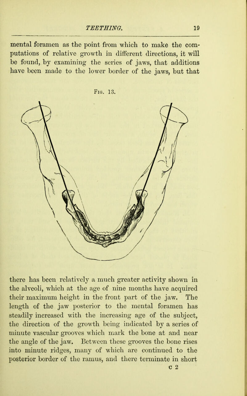 mental foramen as the point from which to make the com- putations of relative growth in different directions, it will be found, by examining the series of jaws, that additions have been made to the lower border of the jaws, but that Fig. 13. there has been relatively a much greater activity shown in the alveoli, which at the age of nine months have acquired their maximum height in the front part of the jaw. The length of the jaw posterior to the mental foramen has steadily increased with the increasing age of the subject, the direction of the growth being indicated by a series of minute vascular grooves which mark the bone at and near the angle of the jaw. Between these grooves the bone rises into minute ridges, many of w^hich are continued to the posterior border of the ramus, and there terminate in short c 2