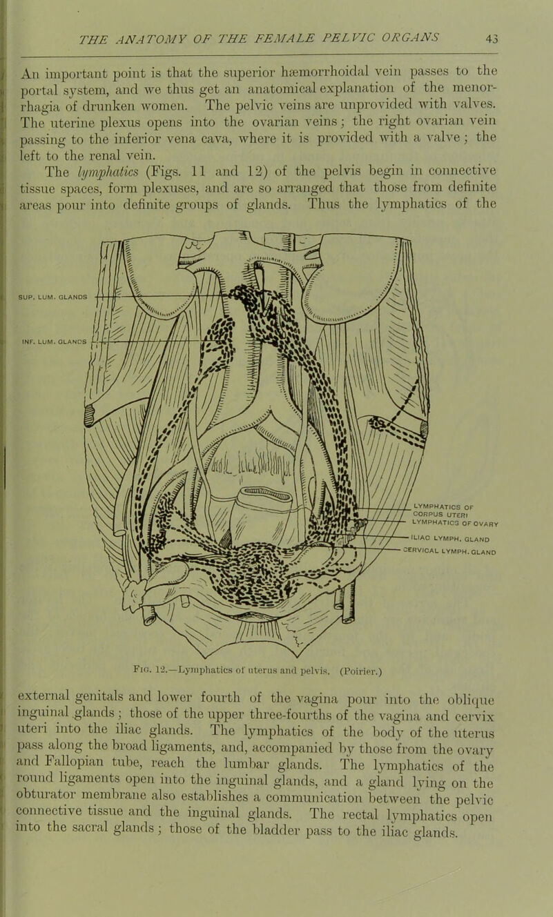 An important point is that the superior haemorrhoidal vein passes to the portal system, and we thus get an anatomical explanation of the menor- rhagia of drunken women. The pelvic veins are unprovided with valves. The uterine plexus opens into the ovarian veins; the right ovarian vein passing to the inferior vena cava, where it is provided with a valve; the left to the renal vein. The lymphatics (Figs. 11 and 12) of the pelvis begin in connective tissue spaces, form plexuses, and are so arranged that those from definite areas pour into definite groups of glands. Thus the lymphatics of the external genitals and lower fourth of the vagina pour into the oblique inguinal .glands ; those of the upper three-fourths of the vagina and cervix uteri into the iliac glands. The lymphatics of the body of the uterus pass along the broad ligaments, and, accompanied by those from the ovary and Fallopian tube, reach the lumbar glands. The lymphatics of the round ligaments open into the inguinal glands, and a gland lving on the obturator membrane also establishes a communication between the pelvic connective tissue and the inguinal glands. The rectal lymphatics open into the sacral glands ; those of the bladder pass to the iliac glands.