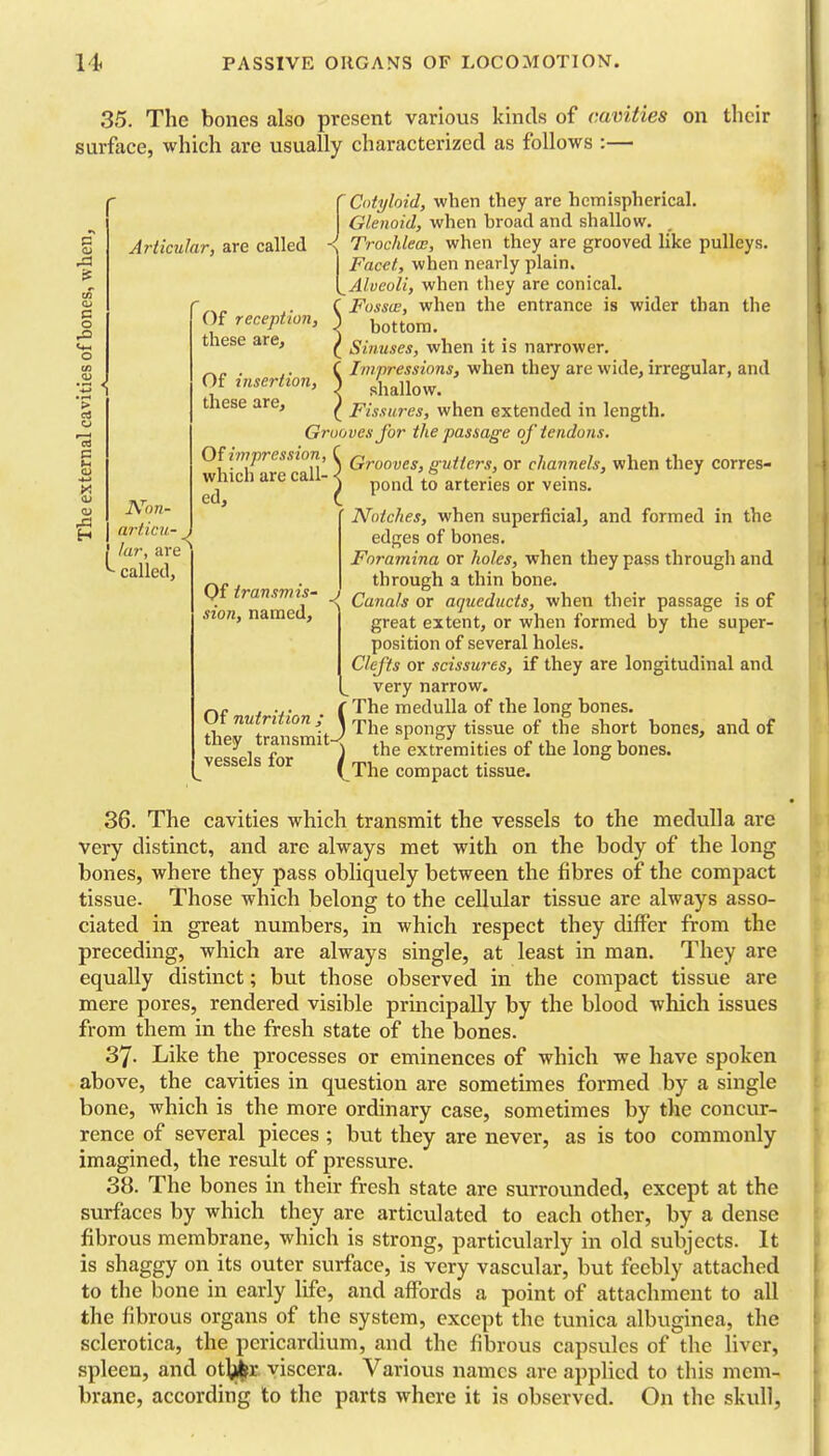 35. The bones also present various kinds of cavities on their surface, which are usually characterized as follows :— (U S o u '3 c ■*-» Articular, are called Of reception, these are. Of insertion, these are. articu- /ar, are called, Of impression, which are call- • ed, I Cotyloid, when they are hemispherical. Glenoid, when broad and shallow. TrochlecE, when they are grooved like pulleys. Facet, when nearly plain, [^Alveoli, when they are conical. C Fossa;, when the entrance is wider than the < bottom. ([ Sinuses, when it is narrower. C Impressions, when they are wide, irregular, and ^ shallow. ( Fissures, when extended in length. Grooves for the passage of tendons. Of transmis- sion, named. Grooves, gutters, or channels, when they corres- pond to arteries or veins. Notches, when superficial, and formed in the edges of bones. Foramina or holes, when they pass through and through a thin bone. Canals or aqueducts, when their passage is of great extent, or when formed by the super- position of several holes. Clefts or scissures, if they are longitudinal and very narrow. nf /V ( medulla of the long bones, ut nutrition; \ ^j^^ spongy tissue of the short bones, and of they transmit^ the extremities of the long bones, vessels lor / m, . . - ° \^ 1 he compact tissue. 36. The cavities which transmit the vessels to the medulla are very distinct, and are always met with on the body of the long bones, where they pass obliquely between the fibres of the compact tissue. Those which belong to the cellular tissue are always asso- ciated in great numbers, in which respect they differ from the preceding, which are always single, at least in man. They are equally distinct; but those observed in the compact tissue are mere pores, rendered visible principally by the blood which issues from them in the fresh state of the bones. 37- Like the processes or eminences of which we have spoken above, the cavities in questioia are sometimes formed by a single bone, which is the more ordinary case, sometimes by the concur- rence of several pieces ; but they are never, as is too commonly imagined, the result of pressure. 38. The bones in their fresh state are surrounded, except at the surfaces by which they are articulated to each other, by a dense fibrous membrane, which is strong, particularly in old subjects. It is shaggy on its outer surface, is very vascular, but feebly attached to the bone in early life, and affords a point of attachment to all the fibrous organs of the system, except the tunica albuginea, the sclerotica, the pericardium, and the fibrous capsules of the liver, spleen, and ot|;i|fr viscera. Various names are applied to this mem- brane, according to the parts where it is observed. On the skull,