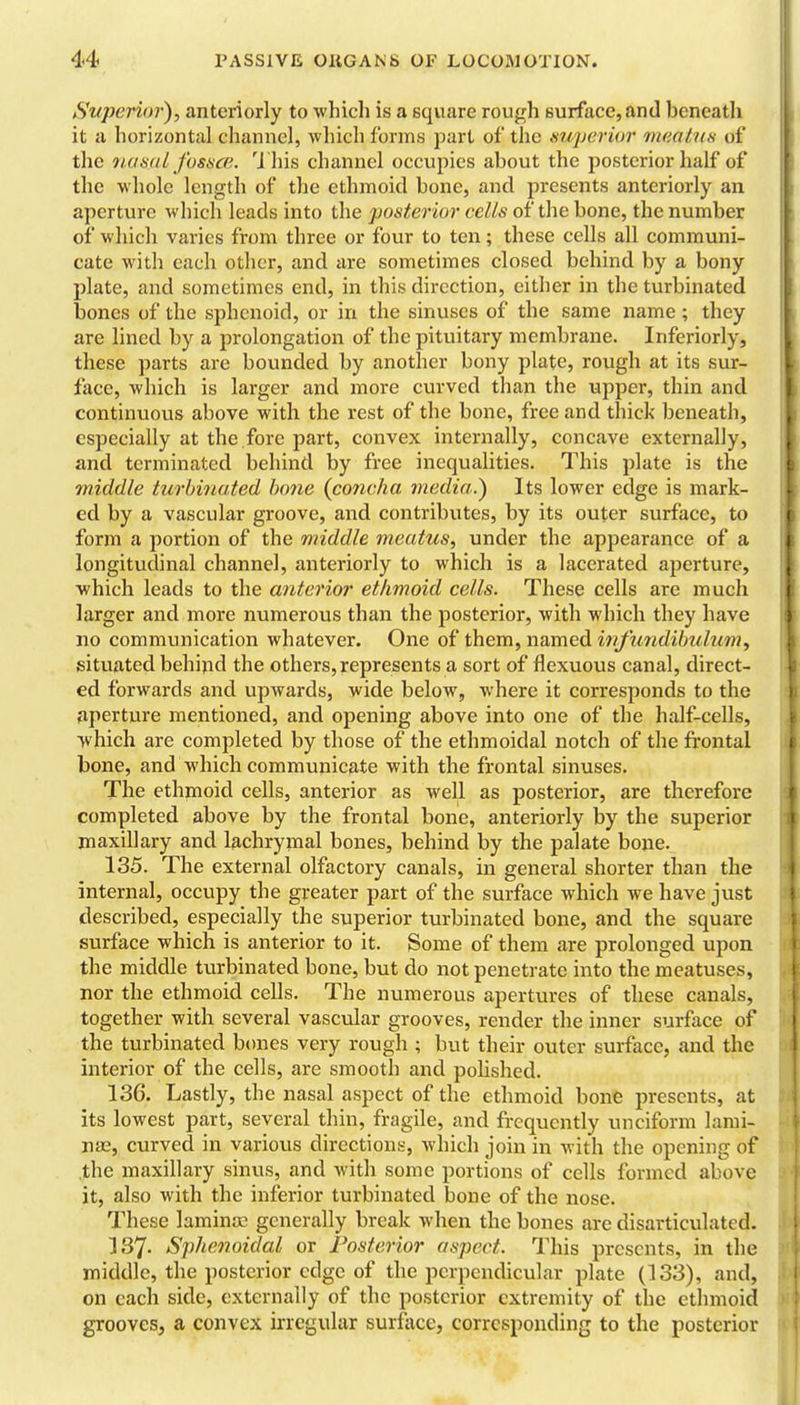 Superior), anteriorly to which is a square rough surface, and beneath it a horizontal channel, which forms part of the tmyerior maatKH of the iiaml fosaoi. 'J his channel occupies about the posterior half of the whole length of the ethmoid bone, and presents anteriorly an aperture Avhich leads into the posterior cells of the bone, the number of which varies from three or four to ten; these cells all communi- cate with each other, and are sometimes closed behind by a bony plate, and sometimes end, in this direction, either in the turbinated Ijones of the sphenoid, or in the sinuses of the same name ; they are lined by a prolongation of the pituitary membrane. Inferiorly, these parts are bounded by another bony plate, rough at its sur- face, which is larger and more curved than the upper, thin and continuous above with the rest of the bone, free and thick beneath, especially at the fore part, convex internally, concave externally, and terminated behind by free inequahties. This plate is the middle turbitiated hone {concha medio.) Its lower edge is mark- ed by a vascular groove, and contributes, by its outer surface, to form a portion of the middle meatus, under the appearance of a longitudinal channel, anteriorly to which is a lacerated aperture, which leads to the anterior ethmoid cells. These cells are much larger and more numerous than the posterior, with which they have no communication whatever. One of them, named infundibidum, situated behind the others, represents a sort of flexuous canal, direct- ed forwards and upwards, wide below, where it corresponds to the fiperture mentioned, and opening above into one of the half-cells, which are completed by those of the ethmoidal notch of the frontal bone, and which communicate with the frontal sinuses. The ethmoid cells, anterior as well as posterior, are therefore completed above by the frontal bone, anteriorly by the superior maxillary and lachrymal bones, behind by the palate bone. 135. The external olfactory canals, in general shorter than the internal, occupy the greater part of the surface which we have just described, especially the superior turbinated bone, and the square surface which is anterior to it. Some of them are prolonged upon the middle turbinated bone, but do not penetrate into the meatuses, nor the ethmoid cells. The numerous apertures of these canals, together with several vascular grooves, render the inner surface of the turbinated bones very rough ; but their outer surface, and the interior of the cells, are smooth and pohshed. 136. Lastly, the nasal aspect of the ethmoid bone presents, at its lowest part, several thin, fragile, and frequently unciform lami- nae, curved in various directions, Avhich join in with the opening of .the maxillary sinus, and with some portions of cells formed above it, also with the inferior turbinated bone of the nose. These laminae generally break when the bones are disarticulated. I87. Sphenoidal or Posterior aspect. This presents, in the middle, the posterior edge of the perpendicular plate (133), and, on each side, externally of the posterior extremity of the ethmoid grooves, a convex irregular surftice, corresponding to the posterior