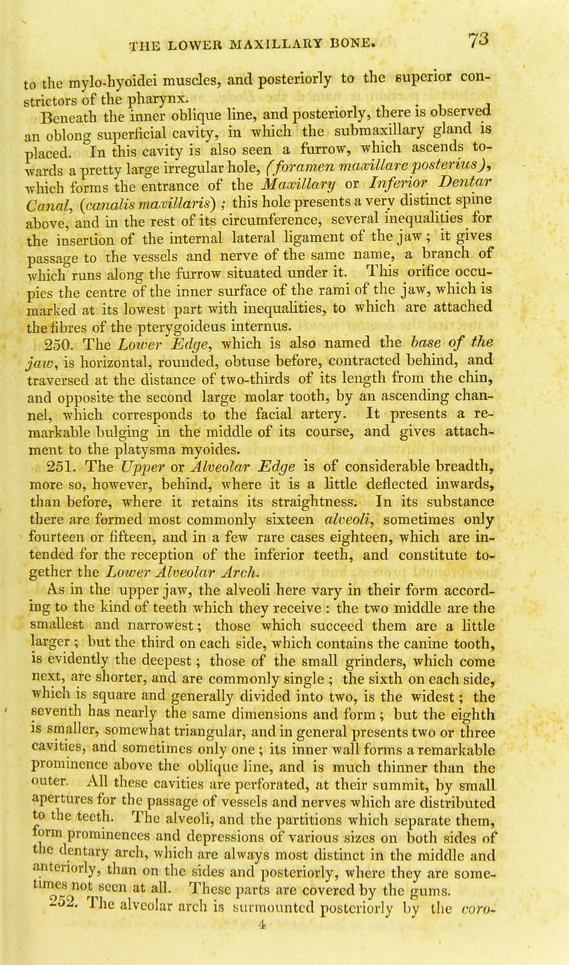 THE LOWEIl MAXILLARY BONE. to the mylo-hyoidei muscles, and posteriorly to the superior con- strictors of the pharynx. , , • 1 j Beneath the inner oblique line, and posteriorly, there is observed an oblong superficial cavity, in which the submaxillary gland is placed. In this cavity is also seen a fiurrow, which ascends to- wards a pretty large irregular hole, (foramen maaillare posterius), which forms the entrance of the Maxillary or Inferior Dentar Canal, {canalis mawillaris) ; this hole presents a very distinct spme above, and in the rest of its circumference, several inequalities for the insertion of the internal lateral ligament of the jaw; it gives passage to the vessels and nerve of the same name, a branch of which runs along the furrow situated under it. This orifice occu- pies the centre of the inner surface of the rami of the jaw, which is marked at its lowest part with inequalities, to which are attached the fibres of the pterygoideus internus. 250. The Lower Edge, which is also named the base of the jaiv, is horizontal, rounded, obtuse before, contracted behind, and traversed at the distance of two-thirds of its length from the chin, and opposite the second large molar tooth, by an ascending chan- nel, which corresponds to the facial artery. It presents a re- markable bulging in the middle of its course, and gives attach- ment to the platysma myoides. 251. The Upper or Alveolar Edge is of considerable breadth, more so, however, behind, where it is a little deflected inwards, than before, where it retains its straightness. In its substance there are formed most commonly sixteen alveoli, sometimes only fourteen or fifteen, and in a few rare cases eighteen, which are in- tended for the reception of the inferior teeth, and constitute to- gether the Lower Alveolar Arch. AlS in the upper jaw, the alveoli here vary in their form accord- ing to the kind of teeth which they receive : the two middle are the smallest and narrowest; those which succeed them are a little larger ; but the third on each side, which contains the canine tooth, is evidently the deepest; those of the small grinders, which come next, are shorter, and are commonly single ; the sixth on each side, which is square and generally divided into two, is the widest; the seventh has nearly the same dimensions and form; but the eighth is smaller, somewhat triangular, and in general presents two or three cavities, and sometimes only one ; its inner wall forms a remarkable prominence above the oblique line, and is much thinner than the outer. All these cavities are perforated, at their summit, by small apertures for the passage of vessels and nerves which are distributed to the teeth. The alveoli, and the partitions which separate them, form prominences and depressions of various sizes on both sides of the dentary arch, which are always most distinct in the middle and anteriorly, than on the sides and posteriorly, where they are some- times not seen at all. These i)arts are covered by the gums. -0% The alveolar arch is surmounted posteriorly by the coro- 4