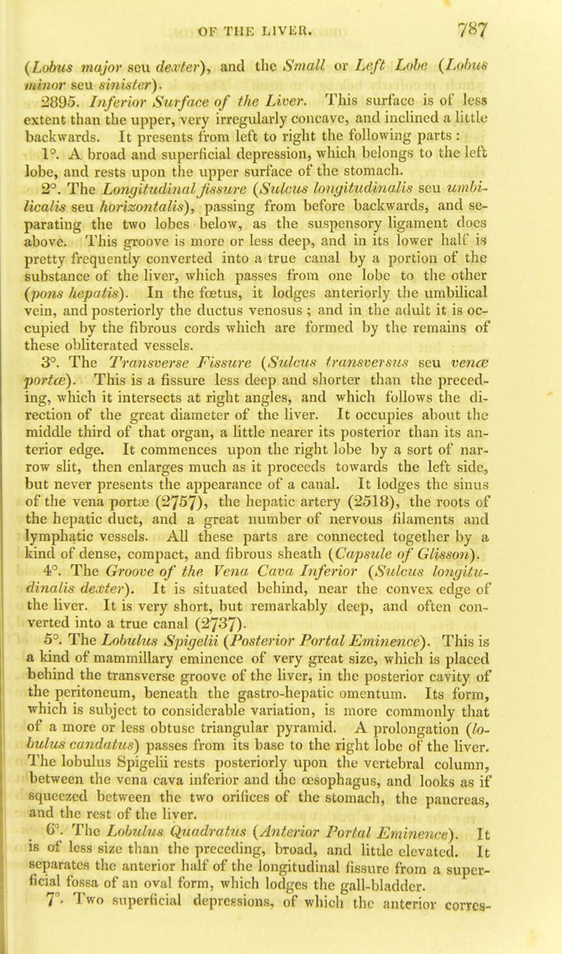 (Lobus major seu dexter), and the Small or Left Lobe (Lo/ms minor seu sinister). 2895. Inferior Surface of the Liver. This surfoce is of less extent than the upper, very irregularly concave, and inclined a little backwards. It presents from left to right the following parts : 1°. A broad and superficial depression, which belongs to the left lobe, and rests upon the upper surface of the stomach. 2°. The LongitudinalJissure (Sulcus longitudinalis seu umbi- licalis seu horizontalis), passing from before backwards, and se- parating the two lobes below, as the suspensory ligament does above. This groove is more or less deep, and in its lower half is pretty frequently converted into a true canal by a portion of the substance of the liver, which passes from one lobe to the other (pons hepatis). In the fcetus, it lodges anteriorly the umbilical vein, and posteriorly the ductus venosus ; and in the adult it is oc- cupied by the fibrous cords which are formed by the remains of these obliterated vessels. 3°. The Tra7isverse Fissure (Sulcus transversus seu vence portce). This is a fissure less deep and shorter than the preced- ing, which it intersects at right angles, and which follows the di- rection of the great diameter of the liver. It occupies about the middle third of that organ, a Uttle nearer its posterior than its an- terior edge. It commences upon the right lobe by a sort of nar- row slit, then enlarges much as it proceeds towards the left side, but never presents the appearance of a canal. It lodges the sinus of the vena portae (2757)) the hepatic artery (2518), the roots of the hepatic duct, and a great number of nervous filaments and lymphatic vessels. AU these parts are connected together by a kind of dense, compact, and fibrous sheath (Capsule of Glisson), -, 4°. The Groove of the Vena Cava Inferior (Sulcus lo7igitu- ■ dinalis dexter). It is situated behind, near the convex edge of the liver. It is very short, but remarkably deep, and often con- verted into a true canal (2737)- 5°. The Lobulus Spigelii (Posterior Portal Eminence). This is a kind of mammillary eminence of very great size, which is placed behind the transverse groove of the liver, in the posterior cavity of the peritoneum, beneath the gastro-hepatic omentum. Its form, which is subject to considerable variation, is more commonly that of a more or less obtuse triangular pyramid. A prolongation (lo- bulus candatus) passes from its base to the right lobe of the liver. The lobulus Spigelii rests posteriorly upon the vertebral column, between the vena cava inferior and the oesophagus, and looks as if squeezed between the two orifices of the stomach, the pancreas, and the rest of the liver. 6. The Lobulus Quadratus (Anterior Portal Eminence). It is of less size than the preceding, broad, and little elevated. It separates the anterior half of the longitudinal fissure from a super- ficial fossa of an oval form, which lodges the gall-bladder. T- Two superficial depressions, of which the anterior corrcs-
