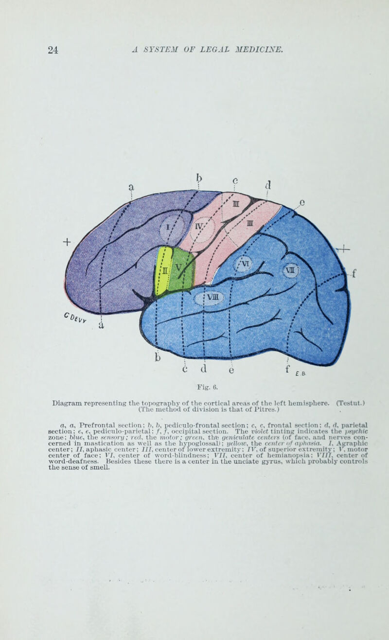 Diagram representing the topography of the cortical areas of the left hemisphere. (Testut.) (The method of division is that of Pitres.) a, a, Prefrontal section; h, b, pediculo-frontal section; c, c, frontal section: d, d, parietal section; e, e, pediculo-parietal: /,/, occipital section. The violet tinting indicates the psychic zone; blue, the sensor;/; red, the motor; green, the geniculate centers (of face, and nerves con- cerned in mastication as well as the hypoglossal); yellow, the center of aphasia, 1, Agraphic center; 11, aphasie center; JIT, center of lower extremity; TV, of superior extremity; 1. motor center of face; VI, center of word-blindness; VII, center of hemianopsia: VIII, center of word-deafness. Besides these there is a center in the unciate gyrus, which probably controls the sense of smell.