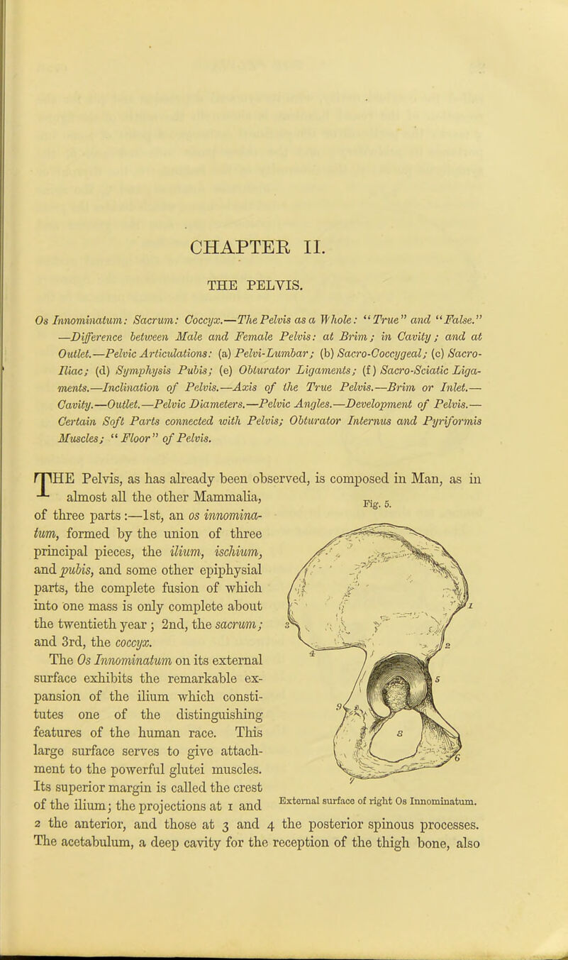 CHAPTER II. THE PELVIS. Os Innomimtum: Sacrum: Coccyx.—The Pelvis as a Whole: “True” and “False.” —Difference betvjeen Male and Female Pelvis: at Brim; in Cavity; and at Outlet.—Pelvic Articulations: (a) Pelvi-Lumbar; (b) Sacro-Coccygeal; (c) Sacro- iliac; (d) Symphysis Pubis; (e) Obturator Ligaments; (f) Saxro-Sciatic Liga- ments.—Inclination of Pelvis.—Axis of the True Pelvis.—Brim or Inlet.— Cavity.—Outlet.—Pelvic Diameters.—Pelvic Angles.—Development of Pelvis.— Certain Soft Parts connected with Pelvis; Obturator Interims and Pyriformis Muscles; “ Floor” of Pelvis. HE Pelvis, as has already been observed, is composed in Man, as in almost all the other Mammalia, of three parts :—1st, an os innomina- tum, formed by the union of three principal pieces, the ilium, ischium, and pubis, and some other epiphysial parts, the complete fusion of which into one mass is only complete about the twentieth year ; 2nd, the sacrum; and 3rd, the coccyx. The Os Innominatum on its external surface exhibits the remarkable ex- pansion of the ilium which consti- tutes one of the distinguishing features of the human race. This large surface serves to give attach- ment to the powerful glutei muscles. Its superior margin is called the crest of the ilium; the projections at i and Extemal surfaco of right 0s i“matum. 2 the anterior, and those at 3 and 4 the posterior spinous processes. The acetabulum, a deep cavity for the reception of the thigh bone, also