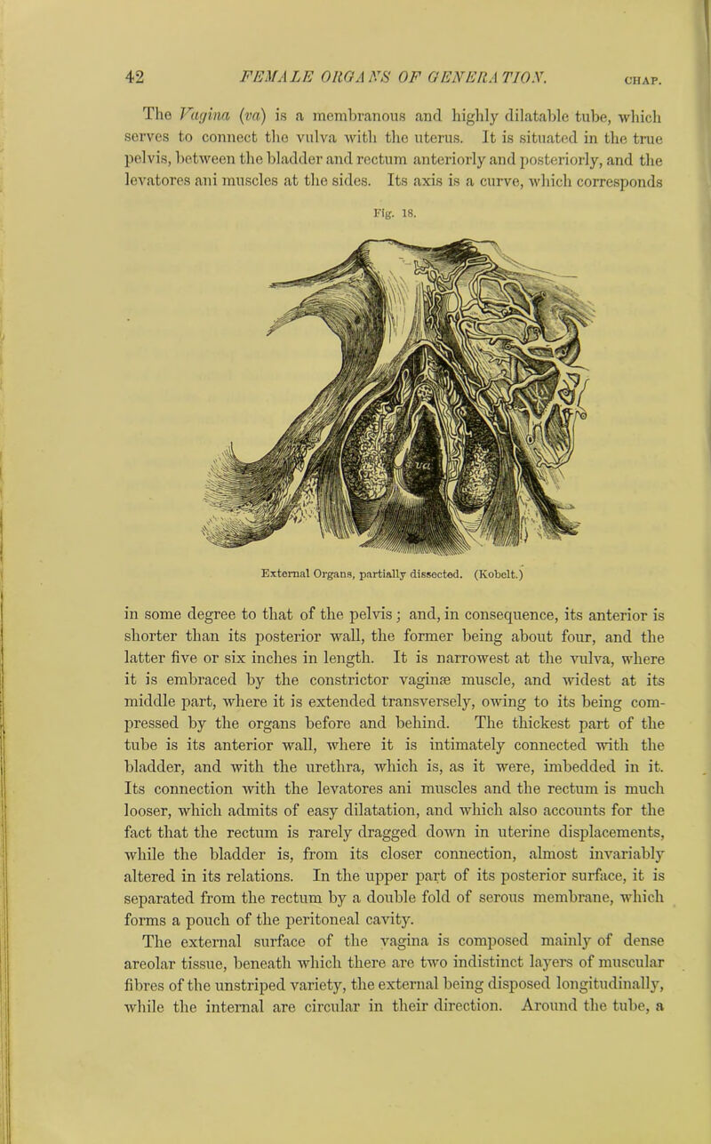 The Vagina (va) is a membranous .and highly dilatable tube, which serves to connect the vulva with the uterus. It is situated in the true pelvis, between the bladder and rectum anteriorly and posteriorly, and the levatores ani muscles at the sides. Its axis is a curve, which corresponds in some degree to that of the pelvis; and, in consecpience, its anterior is shorter than its posterior wall, the former being about four, and the latter five or six inches in length. It is narrowest at the vulva, where it is embraced by the constrictor vaginae muscle, and widest at its middle part, where it is extended transversely, owing to its being com- pressed by the organs before and behind. The thickest part of the tube is its anterior wall, where it is intimately connected with the bladder, and with the urethra, which is, as it were, imbedded in it. Its connection with the levatores ani muscles and the rectum is much looser, which admits of easy dilatation, and which also accounts for the fact that the rectum is rarely dragged down in uterine displacements, while the bladder is, from its closer connection, almost invariably altered in its relations. In the upper part of its posterior surface, it is separated from the rectum by a double fold of serous membrane, which forms a pouch of the peritoneal cavity. The external surface of the vagina is composed mainly of dense areolar tissue, beneath which there are two indistinct layers of muscular fibres of the unstriped variety, the external being disposed longitudinally, while the internal are circular in their direction. Around the tube, a Fig. 18. External Organs, partially dissected. (Kobelt.)