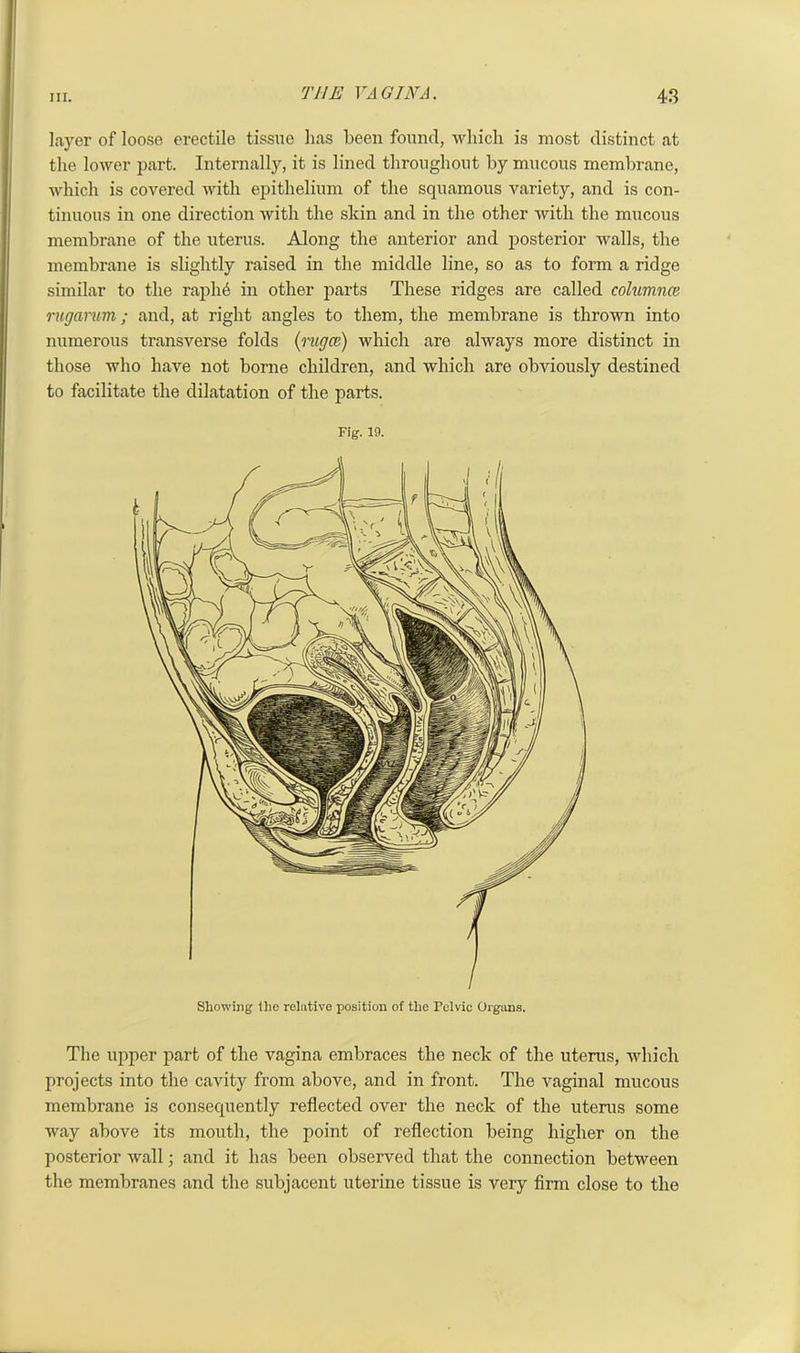 layer of loose erectile tissue has been found, which is most distinct at the lower part. Internally, it is lined throughout by mucous membrane, which is covered with ej>ithelium of the squamous variety, and is con- tinuous in one direction with the skin and in the other with the mucous membrane of the uterus. Along the anterior and posterior walls, the membrane is slightly raised in the middle line, so as to form a ridge similar to the rapin'; in other parts These ridges are called columnce ruga-rum; and, at right angles to them, the membrane is thrown into numerous transverse folds (rugce) which are always more distinct in those who have not borne children, and which are obviously destined to facilitate the dilatation of the parts. Fig. 19. The upper part of the vagina embraces the neck of the uterus, which projects into the cavity from above, and in front. The vaginal mucous membrane is consequently reflected over the neck of the uterus some way above its mouth, the point of reflection being higher on the posterior wall; and it has been observed that the connection between the membranes and the subjacent uterine tissue is very firm close to the