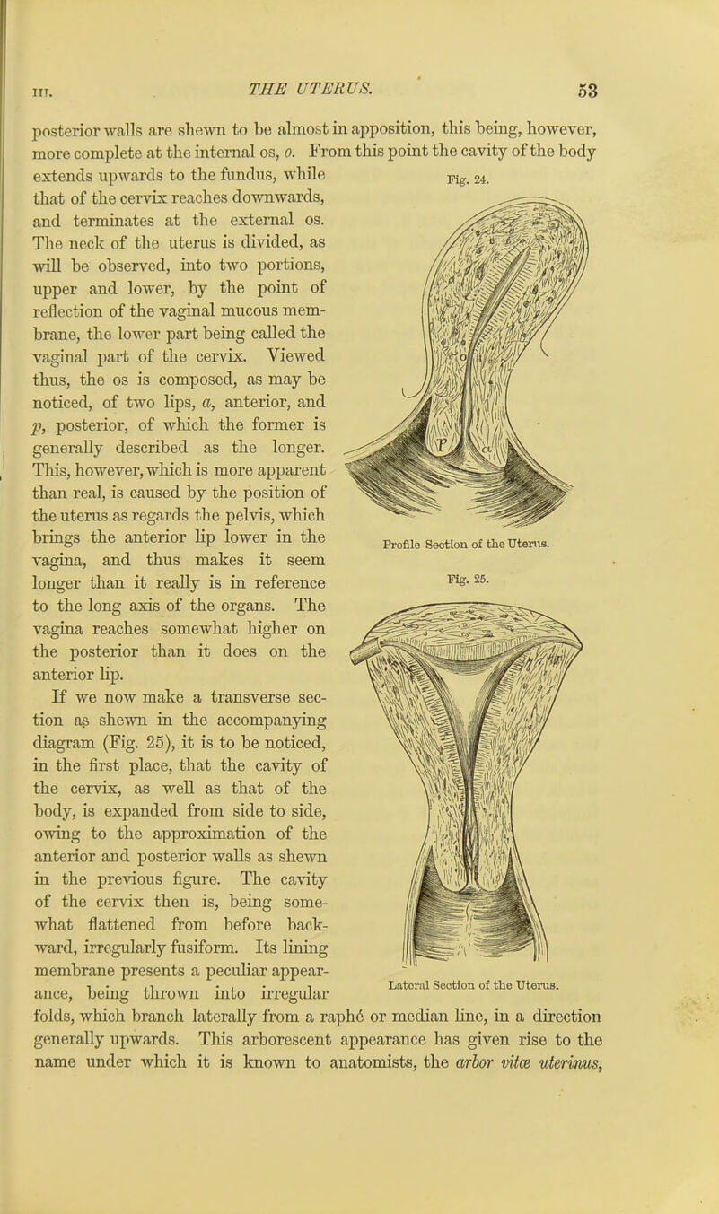 Fig. 24. Profile Section of the Uterus. Fig. 25. posterior walls arc shewn to be almost in apposition, this being, however, more complete at the internal os, o. From this point the cavity of the body extends upwards to the fundus, while that of the cervix reaches downwards, and terminates at the external os. The neck of the uterus is divided, as will be observed, into two portions, upper and lower, by the point of reflection of the vaginal mucous mem- brane, the lower part being called the vaginal part of the cervix. Viewed thus, the os is composed, as may be noticed, of two lips, a, anterior, and y>, posterior, of which the former is generally described as the longer. This, however, which is more apparent than real, is caused by the position of the uterus as regards the pelvis, which brings the anterior lip lower in the vagina, and thus makes it seem longer than it really is in reference to the long axis of the organs. The vagina reaches somewhat higher on the posterior than it does on the anterior lip. If we now make a transverse sec- tion as shewn in the accompanying diagram (Fig. 25), it is to be noticed, in the first place, that the cavity of the cervix, as well as that of the body, is expanded from side to side, owing to the approximation of the anterior and posterior walls as shewn in the previous figure. The cavity of the cervix then is, being some- what flattened from before back- ward, irregularly fusiform. Its lining membrane presents a peculiar appear- ance, being thrown into irregular folds, which branch laterally from a raph.6 or median line, in a direction generally upwards. This arborescent appearance has given rise to the name under which it is known to anatomists, the arbor vitce uterinus,