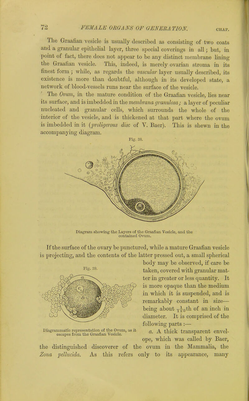 CHAP. ihe Graafian vesicle is usually described as consisting of two coats and a granular epithelial layer, three special coverings in all; but, in point ol fact, there does not appear to be any distinct membrane lining the Graafian vesicle. This, indeed, is merely ovarian stroma in its finest lorm; while, as regards the vascular layer usually described, its existence is more than doubtful, although in its developed state, a network of blood-vessels runs near the surface of the vesicle. The Ovum, in the mature condition of the Graafian vesicle, lies near its surface, and is imbedded in the mcmbrana (jranulosa; a layer of peculiar nucleated and granular cells, which surrounds the whole of the interior of the vesicle, and is thickened at that part where the ovum is imbedded in it (proligerous disc of Y. Baer). This is shewn in the accompanying diagram. Fig. 3S. Diagram Bhowing the Layers of the Graafian Vesicle, and the contained Ovum. If the surface of the ovary be punctured, while a mature Graafian vesicle is projecting, and the contents of the latter pressed out, a small spherical body may be observed, if care be taken, covered with granular mat- ter in greater or less quantity. It is more opaque than the medium in which it is suspended, and is remarkably constant in size— being about yl^th. of an inch in diameter. It is comprised of the following parts :— a. A thick transparent envel- ope, which Avas called by Baer, the distinguished discoverer of the ovum in the Mammalia, the Zona pcllucida. As this refers only to its appearance, many Fig. 39. Diagrammatic representation of the Ovum, as it escapes from the Graafian Vesicle.