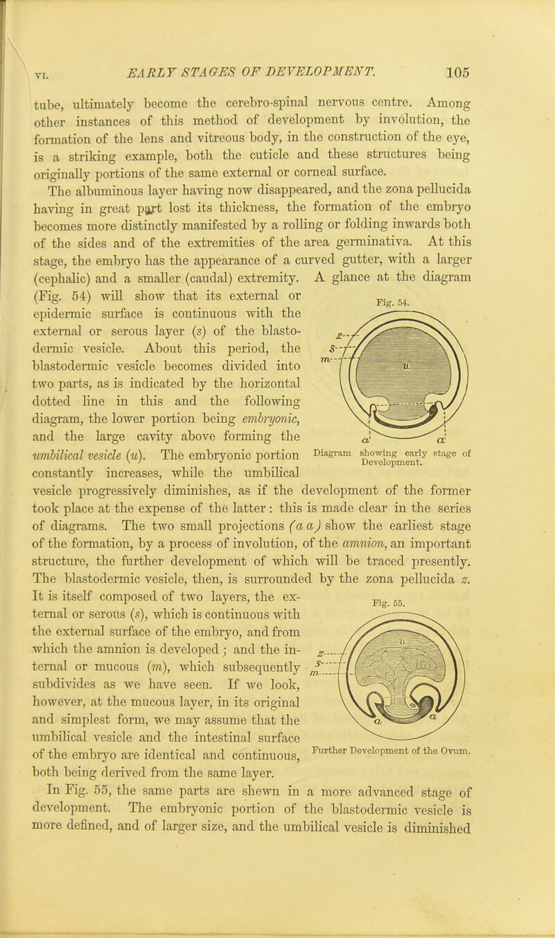 tube, ultimately become the ccrebro-spinal nervous centre. Among other instances of this method of development by involution, the formation of the lens and vitreous body, in the construction of the eye, is a striking example, both the cuticle and these structures being originally portions of the same external or corneal surface. The albuminous layer having now disappeared, and the zona pellucida having in great part lost its thickness, the formation of the embryo becomes more distinctly manifested by a rolling or folding inwards both of the sides and of the extremities of the area germinativa. At this stage, the embryo has the appearance of a curved gutter, with a larger (cephalic) and a smaller (caudal) extremity. A glance at the diagram (Fig. 54) will show that its external or epidermic surface is continuous with the external or serous layer (s) of the blasto- dermic vesicle. About this period, the blastodermic vesicle becomes divided into two parts, as is indicated by the horizontal dotted line in this and the following- diagram, the lower portion being embryonic, and the large cavity above forming the Umbilical Vesicle (u). The embryonic portion Diagram showing early stage of ' ' d x Development. constantly increases, while the umbilical vesicle progressively diminishes, as if the development of the former took place at the expense of the latter: this is made clear in the series of diagrams. The two small projections (a a) show the earliest stage of the formation, by a process of involution, of the amnion, an important structure, the further development of which will be traced presently. The blastodermic vesicle, then, is surrounded by the zona pellucida z. It is itself composed of two layers, the ex- ternal or serous (s), which is continuous with the external surface of the embryo, and from which the amnion is developed ; and the in- ternal or mucous (m), which subsequently subdivides as we have seen. If we look, however, at the mucous layer, in its original and simplest form, we may assume that the umbilical vesicle and the intestinal surface of the embryo are identical and continuous, both being derived from the same layer. In Fig. 55, the same parts are shewn in a more advanced stage of development. The embryonic portion of the blastodermic vesicle is more defined, and of larger size, and the umbilical vesicle is diminished Further Development of the Ovum.