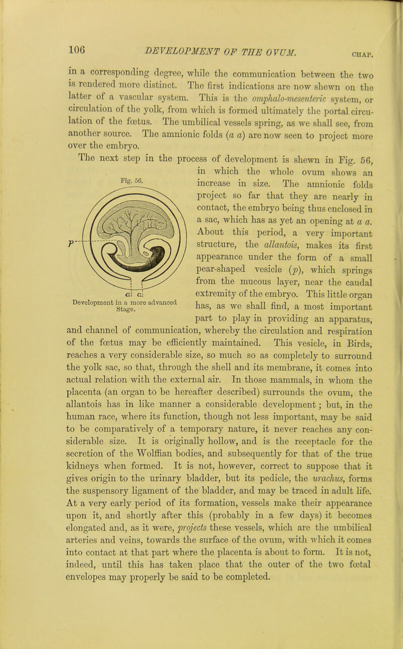 CHAP. in a corresponding degree, while the communication between the two is rendered more distinct. The first indications are now shewn on the latter of a vascular system. This is the omphalo-mesenteric system, or circulation of the yolk, from which is formed ultimately the portal circu- lation of the foetus. The umbilical vessels spring, as we shall see, from another source. The amnionic folds (a a) are now seen to project more over the embryo. The next step in the process of development is shewn in Fig. 56, in which the whole ovum shows an increase in size. The amnionic folds project so far that they are nearly in contact, the embryo being thus enclosed in a sac, which has as yet an opening at a a. About this period, a very important structure, the allantois, makes its first appearance under the form of a small pear-shaped vesicle (p), which springs from the mucous layer, near the caudal extremity of the embryo. This little organ has, as we shall find, a most important part to play in providing an apparatus, and channel of communication, whereby the circulation and respiration of the foetus may be efficiently maintained. This vesicle, in Birds, reaches a very considerable size, so much so as completely to surround the yolk sac, so that, through the shell and its membrane, it comes into actual relation with the external air. In those mammals, in whom the placenta (an organ to be hereafter described) surrounds the ovum, the allantois has in like manner a considerable development; but, in the human race, where its function, though not less important, may be said to be comparatively of a temporary nature, it never reaches any con- siderable size. It is originally hollow, and is the receptacle for the secretion of the Wolffian bodies, and subsequently for that of the true kidneys when formed. It is not, however, correct to suppose that it gives origin to the urinary bladder, but its pedicle, the urachus, forms the suspensory ligament of the bladder, and may be traced in adult life. At a very early period of its formation, vessels make their appearance upon it, and shortly after this (probably in a few days) it becomes elongated and, as it were, projects these vessels, which are the umbilical arteries and veins, towards the surface of the ovum, with which it comes into contact at that part where the placenta is about to form. It is not, indeed, until this has taken place that the outer of the two foetal envelopes may properly be said to be completed. Fig. 56. Development in a more advanced Stage.