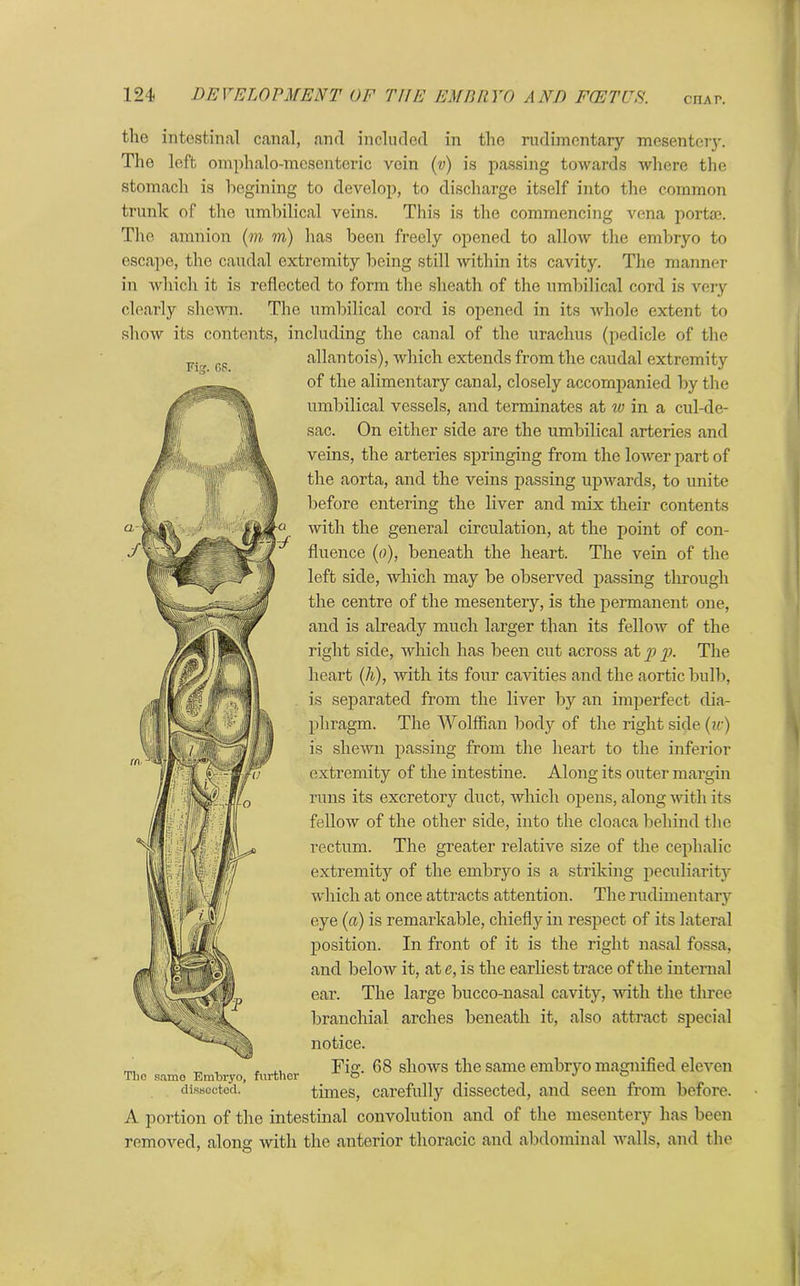 CIIAP. Fi. OS. 4= ' the intestinal canal, and included in the rudimentary mesentery. The left omphalomesenteric vein (v) is passing towards where the stomach is begining to develop, to discharge itself into the common trunk of the umbilical veins. This is the commencing vena portae. The amnion (in in) has been freely opened to allow the embryo to escape, the caudal extremity being still within its cavity. The manner in which it is reflected to form the sheath of the umbilical cord is very clearly shewn. The umbilical cord is opened in its whole extent to show its contents, including the canal of the urachus (pedicle of the allantois), which extends from the caudal extremity of the alimentary canal, closely accompanied by the umbilical vessels, and terminates at w in a cul-de- sac. On either side are the umbilical arteries and veins, the arteries springing from the lower part of the aorta, and the veins passing upwards, to unite before entering the liver and mix their contents with the general circulation, at the point of con- fluence (io), beneath the heart. The vein of the left side, which may be observed passing through the centre of the mesentery, is the permanent one, and is already much larger than its fellow of the right side, which has been cut across at p p. The heart (h), with its four cavities and the aortic bulb, is separated from the liver by an imperfect dia- phragm. The Wolffian body of the right side (ic) is shewn passing from the heart to the inferior extremity of the intestine. Along its outer margin runs its excretory duct, which opens, along with its fellow of the other side, into the cloaca behind the rectum. The greater relative size of the cephalic extremity of the embryo is a striking peculiarity which at once attracts attention. The rudimentary eye (a) is remarkable, chiefly in respect of its lateral position. In front of it is the right nasal fossa, and below it, at e, is the earliest trace of the internal ear. The large bucco-nasal cavity, with the three branchial arches beneath it, also attract special notice. Fig. 68 shows the same embryo magnified eleven times, carefully dissected, and seen from before. A portion of the intestinal convolution and of the mesentery has been removed, along with the anterior thoracic and abdominal walls, and the 7 O ii f? Tlio samo Embryo, further dissected.