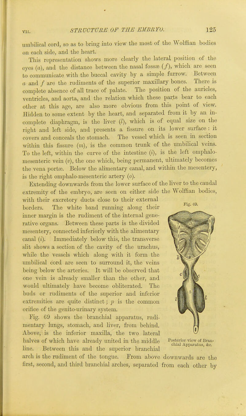 umbilical cord, so as to bring into view the most of the YY olffian bodies on each side, and the heart. This representation shows more clearly the lateral position of the eyes (a), and the distance between the nasal fossae (/), which are seen to communicate with the buccal cavity by a simple furrow. Between a and f are the rudiments of the superior maxillary bones. There is complete absence of all trace of palate. The position ot the auricles, ventricles, and aorta, and the relation which these parts bear to each other at this age, are also more obvious from this point of view. Hidden to some extent by the heart, and separated from it by an in- complete diaphragm, is the liver (/), which is of equal size on the right and left side, and presents a fissure on its lower surface : it covers and conceals the stomach. The vessel which is seen in section within this fissure (to), is the common trunk of the umbilical veins. To the left, within the curve of the intestine (i), is the left omphalo- mesenteric vein (v), the one which, being permanent, ultimately becomes the vena portae. Below the alimentary canal, and within the mesentery, is the right omphalo-mesenteric artery (o). Extending downwards from the loAver surface of the liver to the caudal extremity of the embryo, are seen on either side the Wolffian bodies, with their excretory ducts close to their external borders. The white band running along their inner margin is the rudiment of the internal gene- rative organs. Between these parts is the divided mesentery, connected inferiorly with the alimentary canal (i). Immediately below this, the transverse slit shows a section of the cavity of the urachus, while the vessels which along with it form the umbilical cord are seen to surround it, the veins being below the arteries. It will be observed that one vein is already smaller than the other, and would ultimately have become obliterated. The buds or rudiments of the superior and inferior extremities are quite distinct; p is the common orifice of the genito-urinary system. Fig. 69 shows the branchial apparatus, rudi- mentary lungs, stomach, and liver, from behind. Above, is the inferior maxilla, the two lateral halves of which have already united in the middle line. Between this and the superior branchial arch is the rudiment of the tongue. From above downwards are the first, second, and third branchial arches, separated from each other by Posterior view of Bran- chial Apparatus, &c.