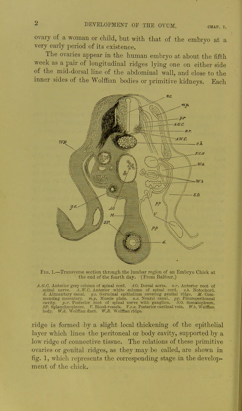 DEVELOPMENT OF THE OVUM. CHAP. I. ovary of a woman or child, but with that of the embryo at a very early period of its existence. The ovaries appear in the human embryo at about the fifth week as a pair of longitudinal ridges lying one on either side of the mid-dorsal line of the abdominal wall, and close to the inner sides of the Wolffian bodies or primitive kidneys. Each Fig. 1.—Transverse section through the lumbar region of an Embryo Chick at the end of tlie fourth day. (From Balfour.) A.O.C. Anterior grey column of spinal cord. AO. Dorsal aorta. a.r. Anterior root of spinal nerve. A.W.C. Anterior white column of spinal cord. c./i. Notochord. rf. Alimentary canal, g.e. Crenninal epithelium covering genital ridge. M. Com- mencing mesentery, m.p. Muscle plate, n.c. Neural canal, pp. PleuroiMritoneal cavity, p.r. Posterior root of spiual nerve with ganglion. .'?.0. Somatopleure. SP. Splanchnopleure. F. Blood-vessels. Y.c.a. Posterior cardinal vein. JK.6. 'Wolfflan body. TF.(/. Wolfflan duct. W.R. Wolfflan ridge. ridge is formed by a slight local thickening of the epithelial layer which lines the peritoneal or body cavity, sujiported by a low ridge of connective tissue. The relations of these primitive ovaries or genital ridges, as they may be called, are shown in fig. 1, which represents the corresponding stage in the develop- ment of the chick.