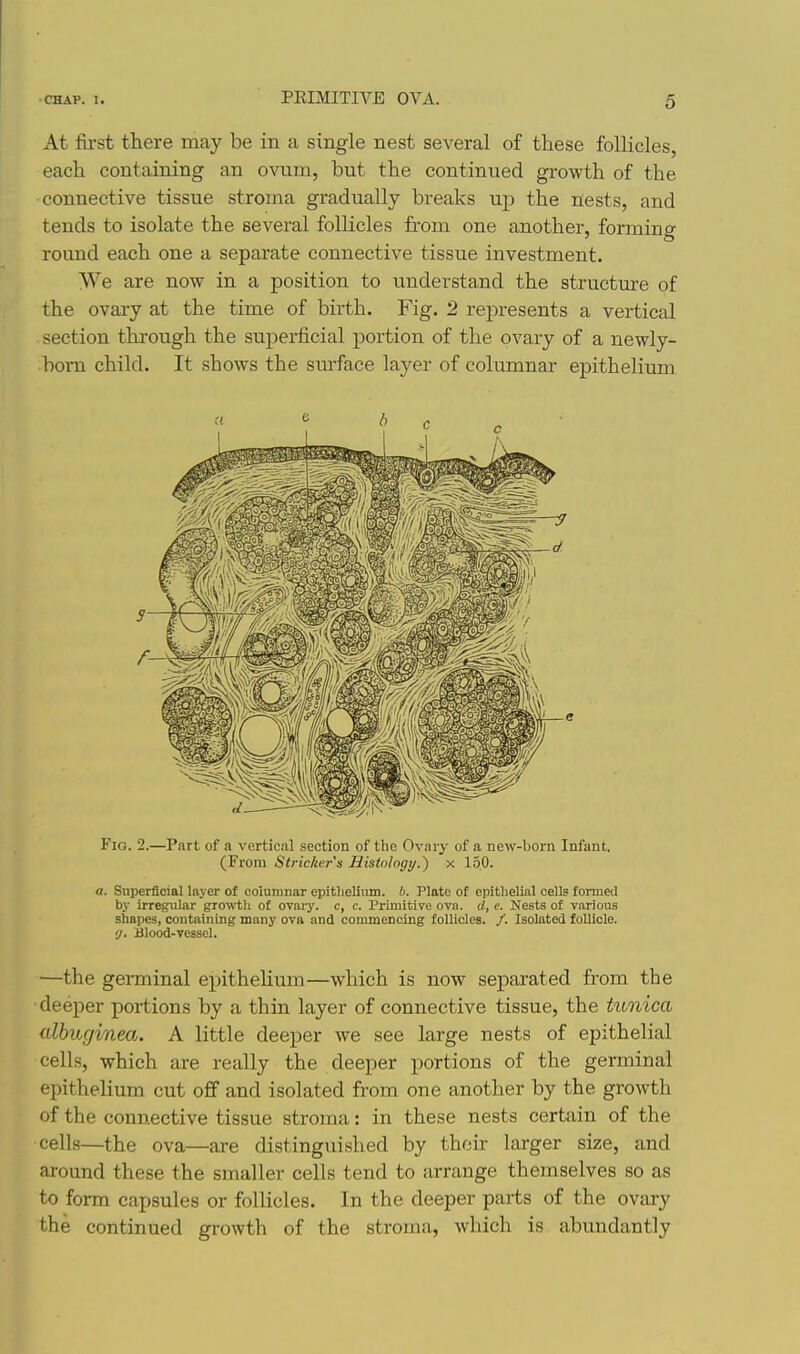 At fii-st there may be in a single nest several of these follicles, each containing an ovum, but the continued growth of the connective tissue stroma gradually breaks up the nests, and tends to isolate the several follicles from one another, forming round each one a separate connective tissue investment. We are now in a position to understand the structure of the ovary at the time of birth. Fig. 2 represents a vertical section through the superficial portion of the ovary of a newly- born child. It shows the surface layer of columnar epithelium Fig. 2.—Part of a vertical section of the Ovary of a new-born Infant. (From Strieker's Histology.) x 150. a. Superficial layer of columnar epitlieUiun. b. Plate of epithelial cells formed by irregular grow-th of ovary, c, c. Primitive ova. il, e. Nests of various shapes, containing many ova and commencing follicles. /. Isolated follicle. g. Blood-vessel. —the germinal epitheHum—which is now separated from the deeper portions by a thin layer of connective tissue, the tunica alhuginea. A little deeper we see large nests of epithelial cells, which are really the deeper portions of the germinal epithelium cut off and isolated from one another by the growth of the connective tissue stroma: in these nests certain of the cells—the ova—are distinguished by their larger size, and around these the smaller cells tend to arrange themselves so as to form capsules or follicles. In the deeper parts of the ovary the continued growth of the stroma, which is abundantly