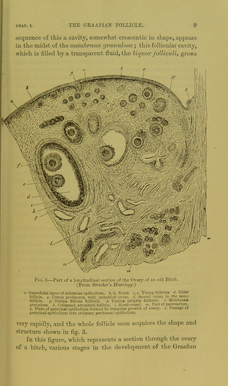 sequence of this a cavity, somewhat crescentic iu shape, appears in the midst of the membrana granulosa; this follicular cavity, which is filled by a transparent fluid, the liquor folliculi, grows Fio. 3.—Part of a longitudinal section of the Ovarj' of an old Bitch. (From Strieker's Histology.) rt. Superficiallayer of columnar cpitliellum. 6, 6. Ncsta. c, cYouiip follicles, rf. Older follicle, e. Discus proligorus, witli irnbca<l«l ovuui. /. Second ovum in tbo same follicle. (J. Tunica fibrosa fiilliculi. li. Tunica propria folliculi. i. Membrana granulosa. Collap3c<l, atrophied follicle. /.Blood-vessel, m. Part of parovanum. 'J. Plate of germinal epithelium formed bv irregular growth of ovary, z. Passage of germinal epitheliiun Into ordinary peritoneal epithelium. very rapidly, and the whole follicle soon acquires the shape and structure shown in fig. 3. In this figure, which represents a section through the ovary of a bitch, various stages in the development of the Graafian