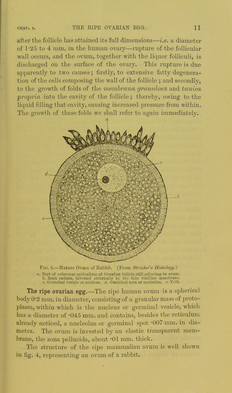 after the follicle has attained its full dimensions—i.e. a diameter of l'2o to 4 mm. in the human ovary—ruptm-e of the follicular wall occm-s, and the ovum, together with the liquor folliculi, is discharged on the sm'face of the ovary. This rupture is due apparently to two causes; firstly, to extensive fatty degenera- tion of the cells composing the wall of the follicle ; and secondly, to the growth of folds of the membrana gramdosa and tunica propria into the cavity of the follicle; thereby, owing to the liquid filling that cavity, causing increased pressure from within. The growth of these folds we shall refer to again immediately. a Fig. 4.—Mature Ovum of Rabbit. (From Strieker's Histology.') u. Part of colnmnar opitlieliuui of Graafian follicle still ndlicving to ovum. 6. Zoua radiata, invested externally by the thin vitelline membrane, c. Germinal vesicle or nucleus, d. Germinal spot or nucleolus, e. Yolk. The ripe ovarian egg.—The ripe human ovum is a spherical body 0-2 mm. in diameter, consisting of a granular mass of proto- plasm, within which is the nucleus or germinal vesicle, which has a diameter of -045 mm. and contains, besides the reticulum already noticed, a nucleolus or germinal spot -007 mm. in dia- meter. The ovum is invested by an elastic transparent mem- brane, the zona pellucida, about '01 mm. thick. The structure of the ripe mammalian ovum is well shown in fig. 4, representing an ovum of a rabbit.