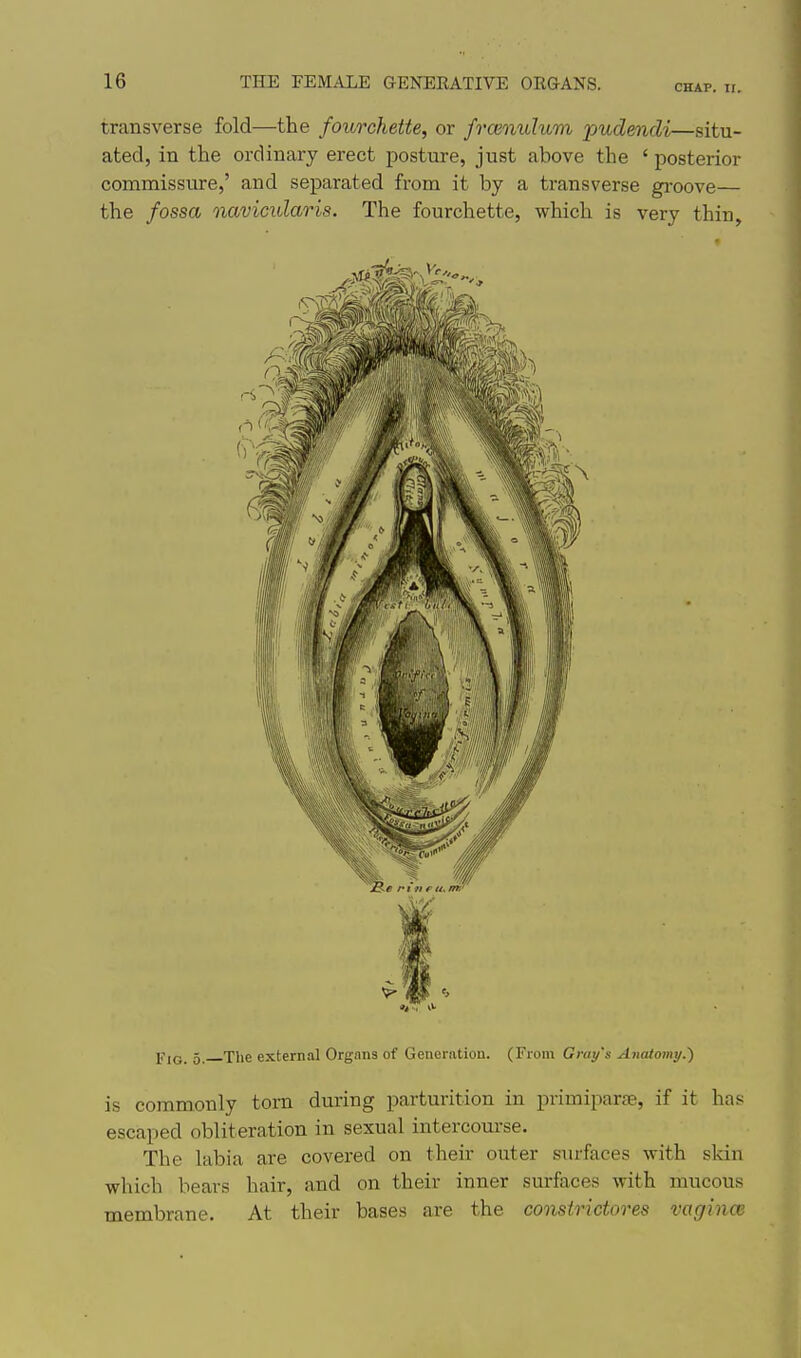 transverse fold—the fourchette, or frcenulum pudendi—situ- ated, in the ordinary erect posture, just above the ' posterior commissiu-e,' and separated from it by a transverse groove— the fossa navicularis. The fourchette, which is very thin. ji-jQ 5 The external Organs of Generation. (From Gray's Anatomy.') is commonly torn during parturition in primiparfe, if it has escaped obliteration in sexual intercourse. The labia are covered on their outer smfaces with skin which bears hair, and on their inner surfaces with mucous membrane. At their bases are the constrictores vagince