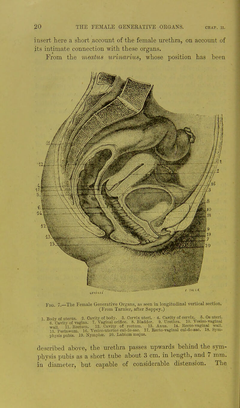 insert here a short account of the female urethra, on account of its intimate connection with these organs. From the meatus urinarius, whose position has been Fig. 7.—The Female Generntive Oisiuis, as seen in longitudinal vertical section. (From Tarnier, after Sappey.) 1 Body of uterus. 2. Cavity of body. 3. Cervix uteri. • 4. Cavity of cervix. 6. Os uteri. 0 Cavitv of vngina. 7. Vaginal orifice. 8. Bladder. 9. Urethra. 10. Tesico-vaginal wall il. Rectum. 12. Cavity of rectum. 13. Anus. U. Recto-vaginal wall, in. Perlninum. 16. Vesico-uterine cul-de-sac. 17. Recto-vaginal oul-de-sac. 18. Sym- pliysis pubis. 19. Nymplin:. 20. Labium majus. described above, the urethra passes upwards behind the sym- physis pubis as a short tube about 3 cm. in length, and 7 mm. in diameter, but capable of considerable distension. The