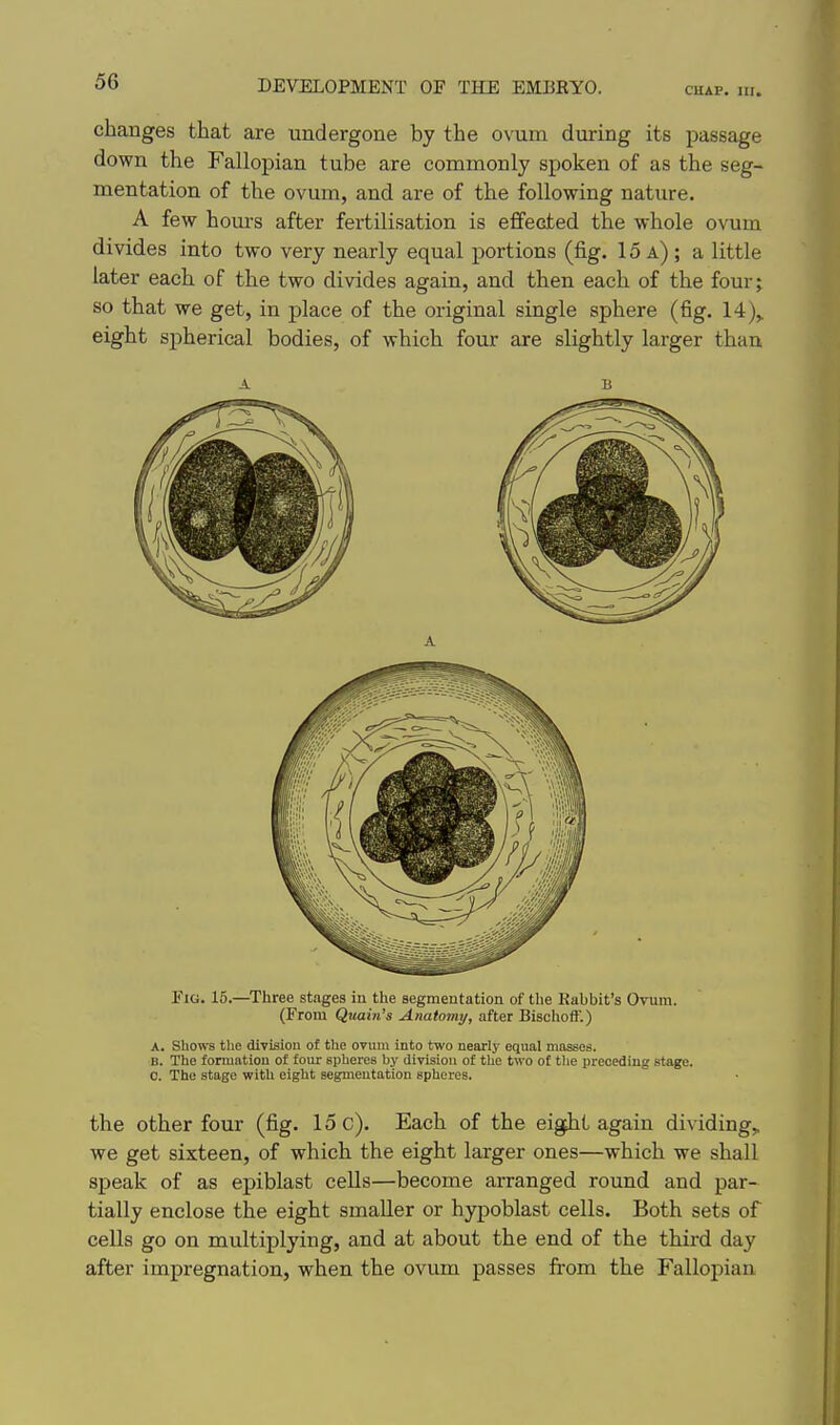 CHAP. III. changes that are -undergone by the ovum during its passage down the Fallopian tube are commonly spoken of as the seg- mentation of the ovum, and are of the following nature. A few hours after fertilisation is effected the whole ovum divides into two very nearly equal portions (fig. 15a); a little later each of the two divides again, and then each of the four; so that we get, in place of the original single sphere (fig. 14),, eight spherical bodies, of which four are slightly larger than Fig. 16.—Three stages in the segmentation of the Rabbit's Ovum. (From Quain's Anatoviy, after Bischoff.) A. Shows the di-vislon of the ovum into two nearly equal masses. B. The formation of four spheres by division of the two of the preceding stage. 0. The stage with eight segmentation spheres. the other four (fig. 15 c). Each of the eigfht again dividing,, we get sixteen, of which the eight larger ones—which we shall speak of as epiblast cells—become arranged round and par- tially enclose the eight smaller or hypoblast cells. Both sets of cells go on multiplying, and at about the end of the third day after impregnation, when the ovum passes from the Fallopian
