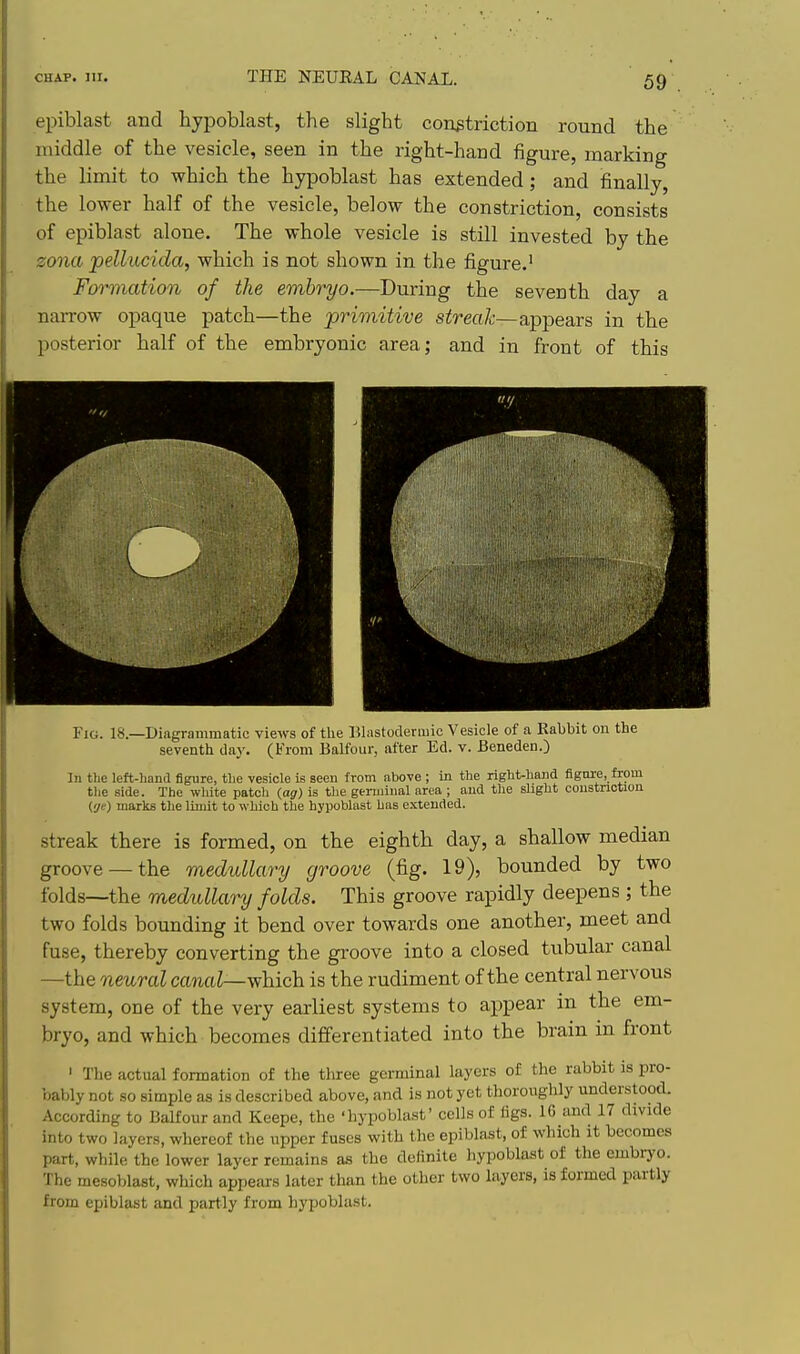 epiblast and hypoblast, the slight constriction round the middle of the vesicle, seen in the right-hand figure, marking the limit to which the hypoblast has extended; and finally, the lower half of the vesicle, below the constriction, consists of epiblast alone. The whole vesicle is still invested by the zona peUucida, which is not shown in the figure.' Foivnation of the embryo.—During the seventh day a narrow opaque patch—the primitive streak—appears in the posterior half of the embryonic area; and in front of this Fig. 18—Diagrammatic views of the Bl.istodermic Vesicle of a Rabbit ou the seventh da}'. (From Balfour, after Ed. v. Beneden.) In the left-hand figure, the vesicle is seen from above ; in the right-hand fignre, from the side. The wliite patch (ag) is the geniunal area ; and tlie slight constriction (,'je) marks the limit to which the hypoblast has e.xtended. streak there is formed, on the eighth day, a shallow median groove — the medxdlary groove (fig. 19), bounded by two folds—the medullary folds. This groove rapidly deepens ; the two folds bounding it bend over towards one another, meet and fuse, thereby converting the groove into a closed tubular canal —the neural ca?iai—which is the rudiment of the central nervous system, one of the very earliest systems to appear in the em- bryo, and which becomes differentiated into the brain in front ' The actual formation of the three germinal layers of the rabbit is pro- bably not so simple as is described above, and is not yet thoroughly understood. According to Balfour and Keepe, the 'hypoblast' cells of iigs. 16 and 17 divide into two layers, whereof the upper fuses with the epiblast, of which it becomes part, while the lower layer remains as the definite hypoblast of the embryo. The mesoblast, which appears later than the other two layers, is formed partly from epiblast and partly from hypoblast.