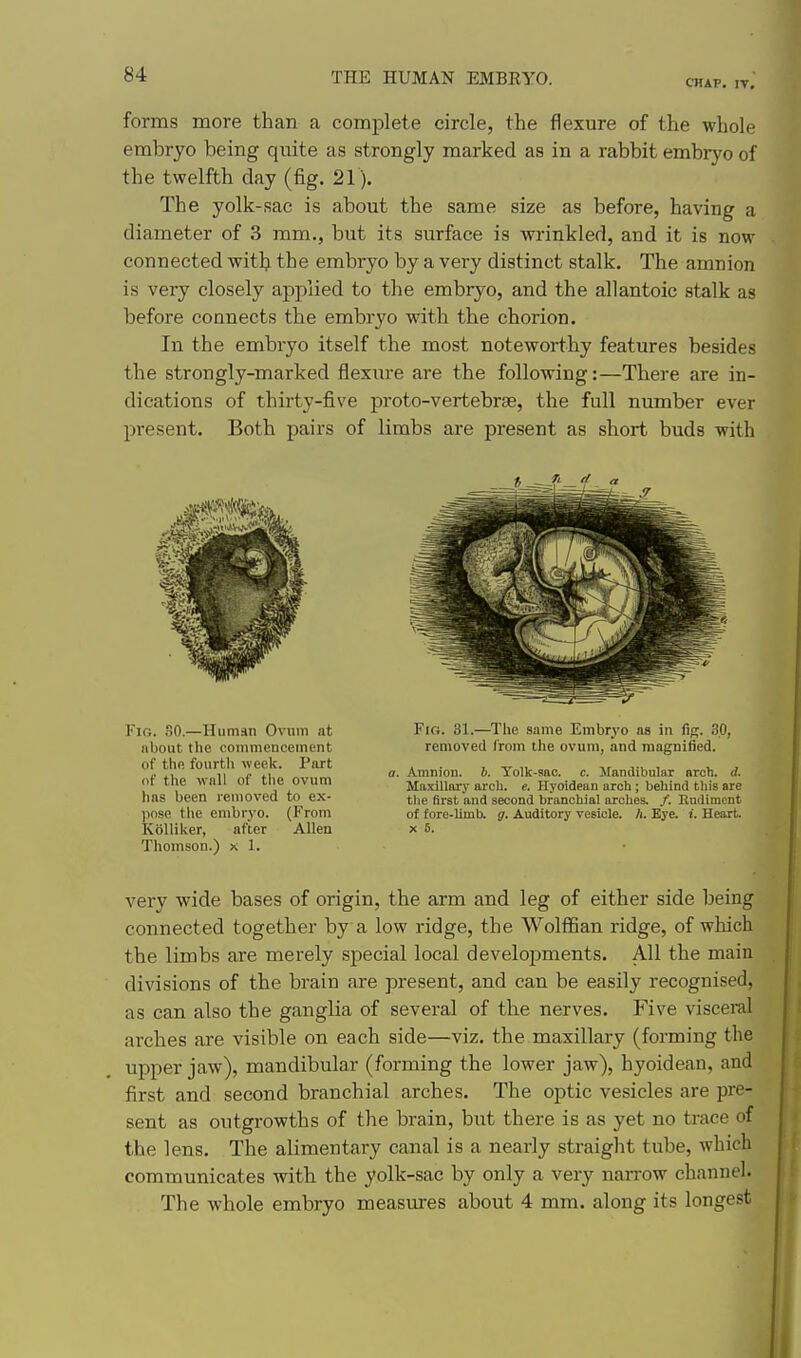 CHAP. IV. forms more than a complete circle, the flexure of the whole embryo being quite as strongly marked as in a rabbit embryo of the twelfth clay (fig. 21). The yolk-sac is about the same size as before, having a diameter of 3 mm., but its surface is wrinkled, and it is now connected with the embryo by a very distinct stalk. The amnion is very closely applied to the embryo, and the allantoic stalk as before connects the embryo with the chorion. In the embryo itself the most noteworthy features besides the strongly-marked flexure are the following:—There are in- dications of thirty-five proto-vertebrse, the full number ever present. Both pairs of limbs are present as short buds with Fig. so.—Human Ovum at about the commencement of the fourth week. Part of the wall of the ovum has been removed to ex- pose the enibrj'o. (From Kolliker, after Allen Thomson.) x 1. Fig. 31.—The same Embryo as in fip;. 3.0, removed from the ovum, and magnified. Amnion, b. Yolk-sac. c. Mandibular arch. <I. Maxillniy arch. e. Hyoidean nroh ; behind this are tlie first and second branchial arches. /. Rudiment of tore-limb. g. Auditory vesicle, h. Bye. t. Heart. X 5. very wide bases of origin, the arm and leg of either side being connected together by a low ridge, the Wolffian ridge, of which the limbs are merely special local developments. All the main divisions of the brain are present, and can be easily recognised, as can also the ganglia of several of the nerves. Five viscei-al arches are visible on each side—viz. the maxillary (forming the upper jaw), mandibular (forming the lower jaw), hyoidean, and first and second branchial arches. The optic vesicles are pre- sent as outgrowths of the brain, but there is as yet no trace of the lens. The alimentary canal is a neai-ly straight tube, which communicates with the yolk-sac by only a very narrow channel. The whole embryo measures about 4 mm. along its longest