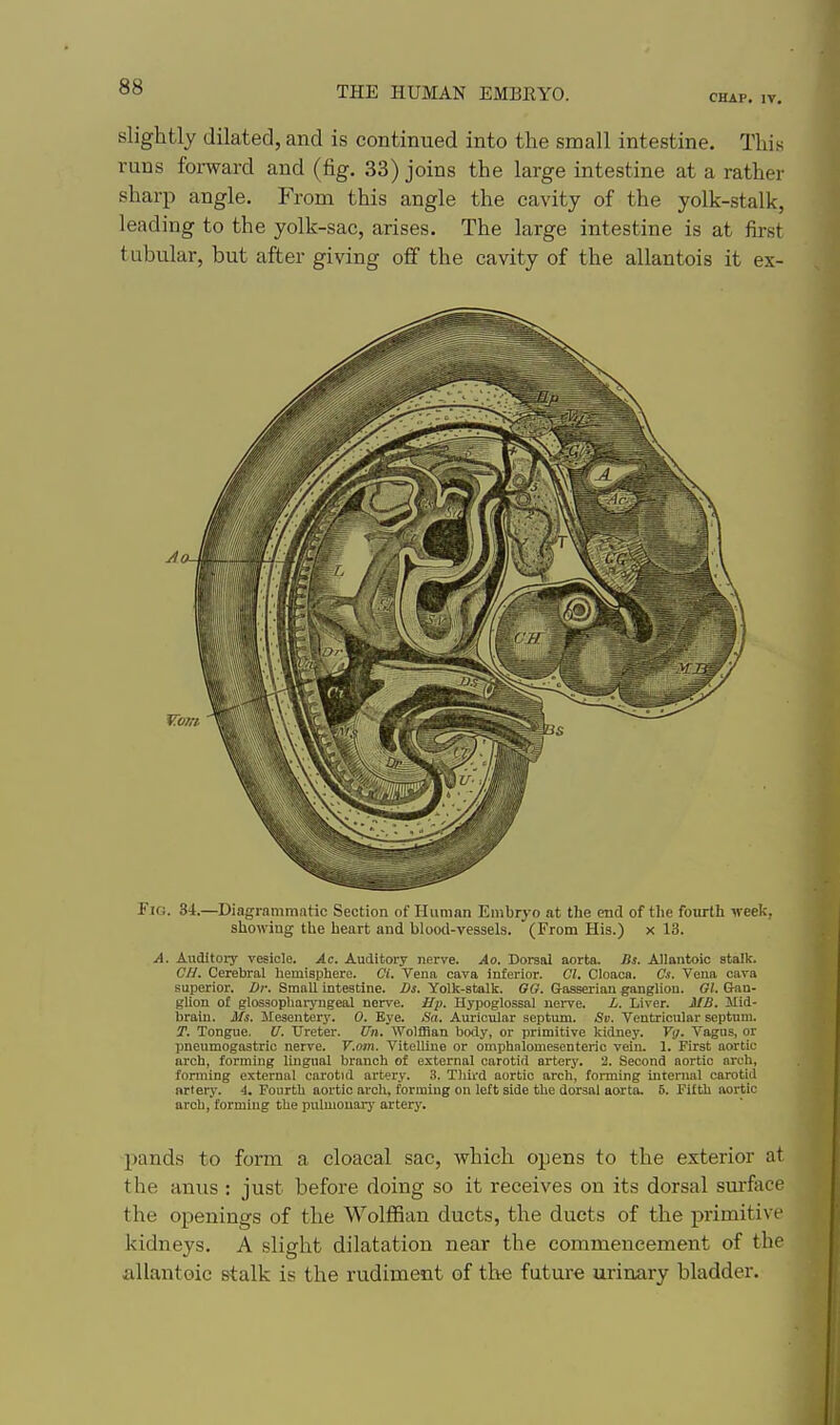 CHAP. IV. slightly dilated, and is continued into the small intestine. This runs forward and (fig. 33) joins the large intestine at a rather sharp angle. From this angle the cavity of the yolk-stalk, leading to the yolk-sac, arises. The large intestine is at first tubular, but after giving off the cavity of the allantois it ex- FiG. 34.—Diagrammatic Section of Human Embrj-o at the end of the fourth week, showing the heart and blootl-vessels. (From His.) x 13. A. Auditory vesicle. Ac. Auditory nerve. Ao. Dorsal aorta. Bs. Allantoic stalk. C/J. Cerebral hemisphere. Ci. Vena cava inferior. CI, Cloaca. Cs. Vena cava superior. Dr. Small intestine. I>s. Yolk-stalk. GG. Gaaserian ganglion. Gl. Gan- glion of glossophaiyngeal nerve, ifi). Hypoglossal nei-ve. L. Liver. MB. Mid- brain. Ms. Mesentery. 0. Eye. <S(!, Auricular septum. Si). Ventricular septum. T. Tongue. U. Ureter. ITn. Wolffian body, or primitive kidney. Vt;. Vagus, or pneumogastric nerve. V.nm. VitelUue or omphalomesenteric vein. 1. First aortic arch, forming lingual branch of external carotid artery. 2. Second aortic arch, forming external carotid artery. 3. Tliird aortic arch, forming internal carotid nrtery. 4. Fourth aortic arch, forming on left side the dorsal aoi'ta, 5. Fifth aortic arch, forming the pulmouarj- artery. pands to form a cloacal sac, which opens to the exterior at the anus : just before doing so it receives on its dorsal surface the openings of the WolfiBan ducts, the ducts of the primitive kidneys. A slight dilatation near the commencement of the allantoic stalk is the rudiment of the future urinary bladder.