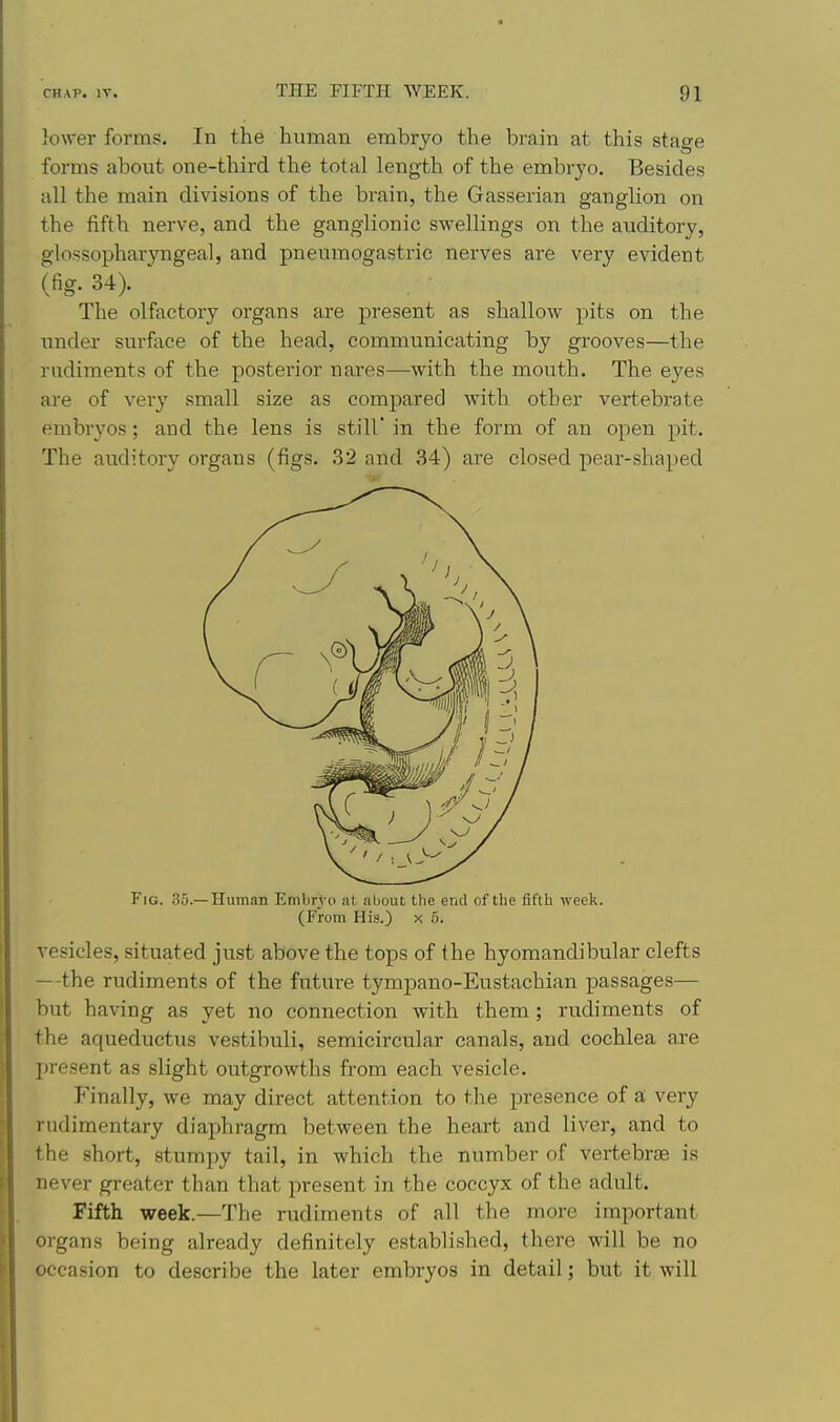 lower forms. In the human embryo the brain at this stage forms about one-third the total length of the embryo. Besides all the main divisions of the brain, the Gasserian ganglion on the fifth nerve, and the ganglionic swellings on the auditory, glossopharyngeal, and pneumogastrie nerves are very evident (fig. 34). The olfactory organs are present as shallow pits on the under surface of the head, communicating by grooves—the rudiments of the posterior nares—with the mouth. The eyes are of very small size as compared with other vertebrate embryos; and the lens is still in the form of an open pit. The auditory organs (figs. 32 and 34) are closed pear-shaped Fig. 35.—Human Embryo at, about the end of the fifth week. (From His.) x 5. vesicles, situated just above the tops of the hyomandibular clefts —the rudiments of the future tympano-Eustachian passages— but having as yet no connection with them; rudiments of the aqueductus vestibuli, semicircular canals, and cochlea are I)resent as slight outgrowths from each vesicle. Finally, we may direct attention to the presence of a; very rudimentary diaphragm between the heart and liver, and to the short, stumpy tail, in which the number of vertebrge is never greater than that present in the coccyx of the adult. Fifth week.—The rudiments of all the more important organs being already definitely established, there will be no occasion to describe the later embryos in detail; but it will