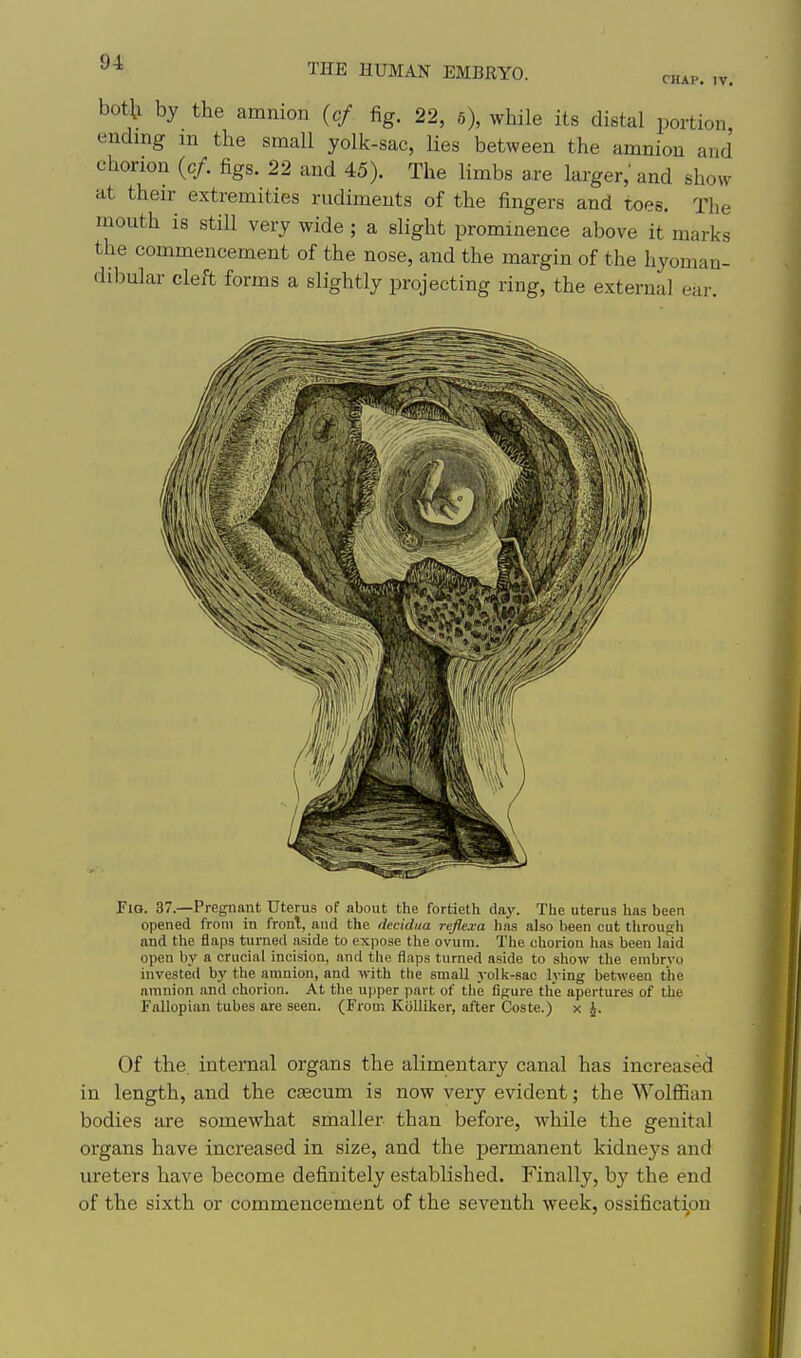 CHAP. IV. botU by the amnion {cf fig. 22, 6), while its distal portion, ending m the small yolk-sac, lies between the amnion and chorion {cf. figs. 22 and 45). The limbs are larger,' and show at their extremities rudiments of the fingers and toes. The mouth is still very wide; a slight prominence above it marks the commencement of the nose, and the margin of the hyoman- dibular cleft forms a slightly projecting ring, the external ear. Fio. 37.—Pregnant Uterus of about the fortieth day. The uterus has been opened from in front, and the tlecidua reflexa has also been cut throufrli and the flaps turned aside to expose the ovum. The chorion lias been laid open by a crucial incision, and the flaps turned aside to show the embryo invested by the amnion, and with the small yolk-sac lying between the amnion and chorion. At the upper part of the figure the apertures of the Fallopian tubes are seen. (From KoUiker, after Coste.) x J. Of the, internal organs the alimentary canal has increased in length, and the cascum is now very evident; the Wolffian bodies are somewhat smaller than before, while the genital organs have increased in size, and the permanent kidneys and ureters have become definitely established. Finally, by the end of the sixth or commencement of the seventh week, ossification 1