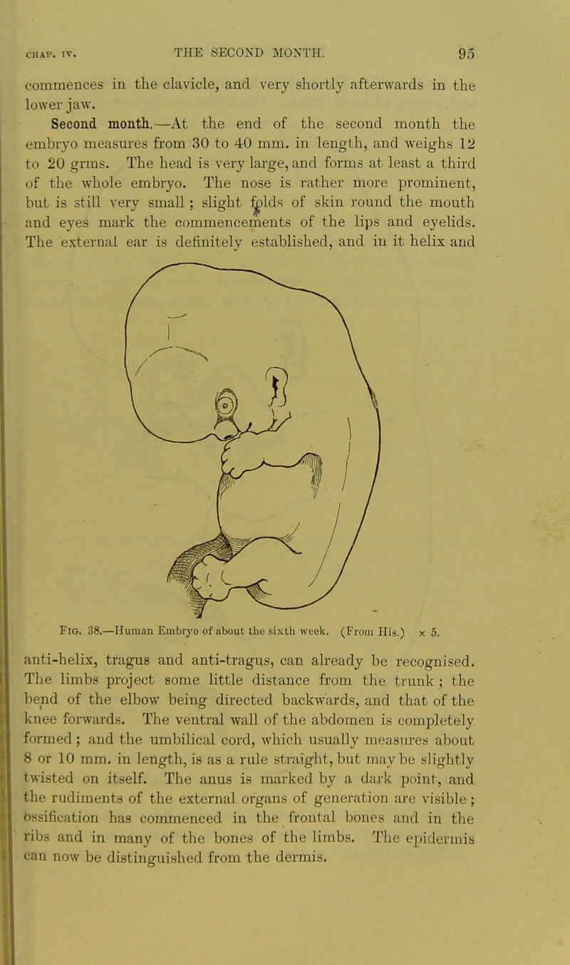 commences in the clavicle, and very shortly afterwards in the lower jaw. Second month.—At the end of the second month the embryo measm'es from 30 to 40 mm. in length, and weighs 12 to 20 grms. The head is very large, and forms at least a third of the whole embryo. The nose is rather more prominent, but is still very small; slight ^Ids of skin round the mouth and eyes mark the commencements of the lips and eyelids. The external ear is definitely established, and in it helix and Fig. 38.—Human Embryo of about the sixth week. (From His.) x 5. anti-helix, tragus and anti-tragus, can already be recognised. The limbs project some little distance from the trunk; the bend of the elbow being directed backwards, and that of the knee forwards. The ventral wall of the abdomen is completely formed; and the umbilical cord, which usually measures about 8 or 10 mm. in length, is as a rule straight, but may be slightly twisted on itself. The anus is marked by a dark point, and the rudiments of the external organs of generation are visible; ossification has commenced in the frontal bones and in the ribs and in many of the bones of the limbs. The epidermis can now be distinguished from the dermis.