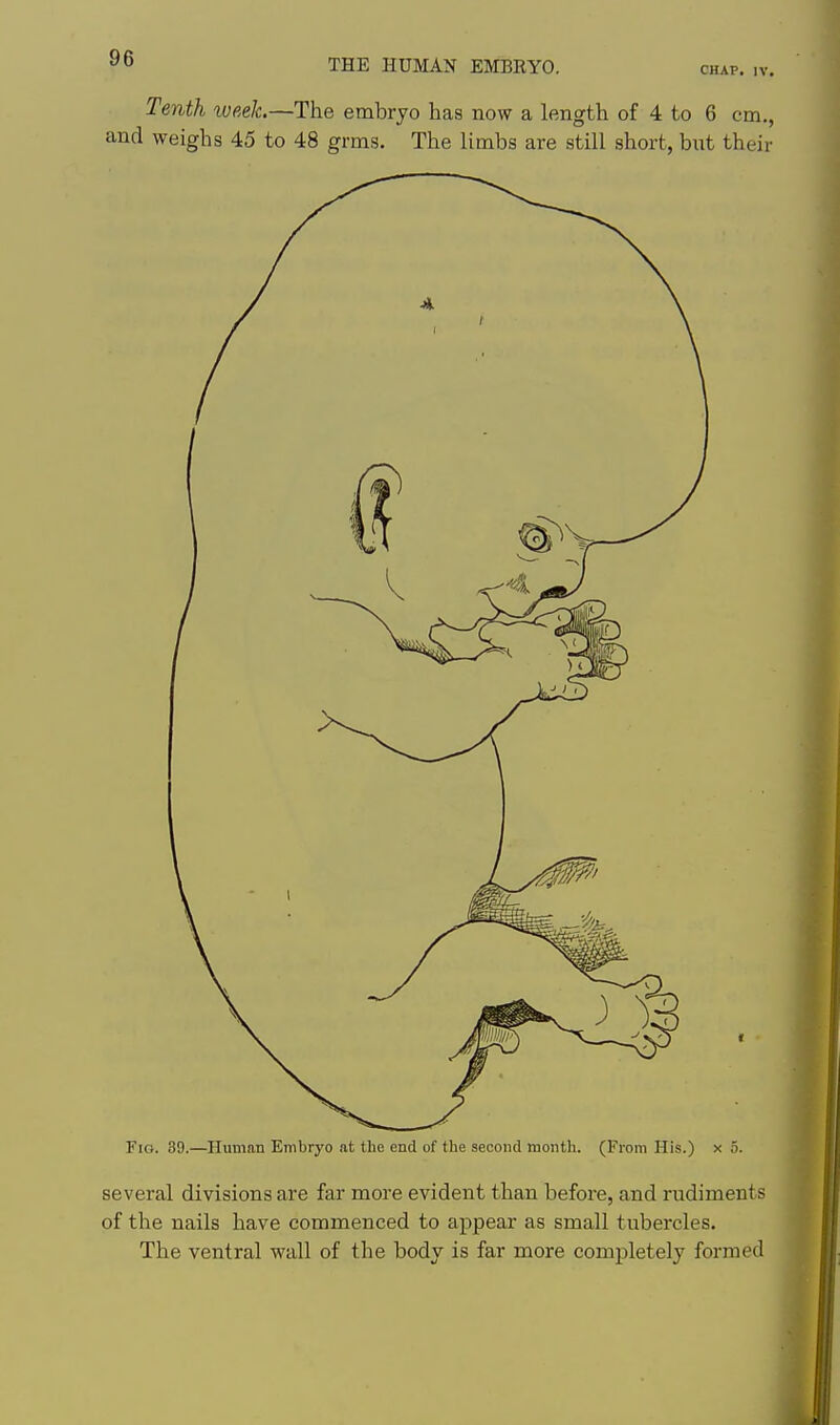 Tenth xveeh—The embryo has now a length of 4 to 6 em., and weighs 45 to 48 grms. The limbs are still short, but their Fio. 39.—Human Embryo at the end of the second month. (From His.) x 5. several divisions are far more evident than before, and rudiments of the nails have commenced to appear as small tubercles. The ventral wall of the body is far more completely formed