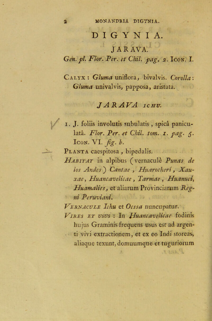 D I G Y N I A. JAR AVA. Gen. pi. Flor. Per. et Chil. pag. 2. Icon. I. Calyx: Gluma uniflora, bivalvis. Corolla'. Gluma univalvis, papposa, aristata. JARAFA ichu. 1. J. foliis involutis subulatis , spica panicu- lata. Flor. Per. ft Chil. tom. 1. pag. 5. Icon. VI. Jig. h. Planta caespitosa , bipedalis. Habitat in alpibus (vernacule Punas de los Andes') Cantae , Huarochert, Xau- xae, Huancavelicae, Tarmae , Huanuci, Huamalies, et aliarum Provinciamm Reg- ni Perwviani. Fernacule Ichu et Ocssa nuncupatur. Fires et usus : In Hnancaveluae fodinis hujus Graminis frequens usus est ad argen- ti vivi extractionem, et ex eo Indi storeas, aliaque texunt, domuumque et tuguriorum