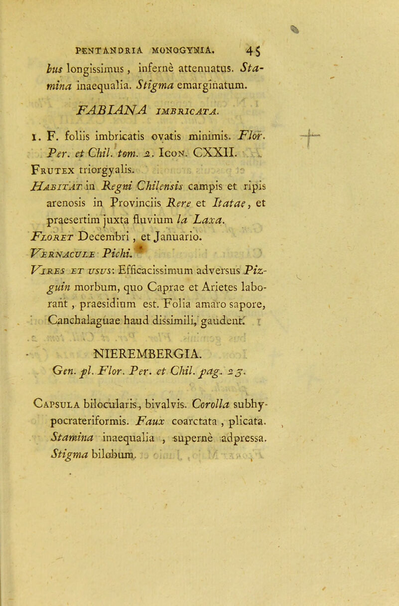 bus longissimus, inferne attenuatus. Sta- mina inaequalia. Stigma emargmatum. ■ FABIANA IMBR1CATA. I. F. foliis imbricatis ova.tis minimis. F.lor. \ Per. et Chil. tom. 2. Icon. CXX1I. Frutex triorgyalis. Habitat, in Regni Chilensis campis et ripis arenosis in Provinciis Rere et Itatae, et praesertim juxta fluvium la Rax a. Floret Decembri, et Januario. • • Fernacule Pichi. Fires et us us: Efficacissimum ad versus Piz- guin morbum, quo Caprae et Arietes labo- raiit , praesidium est. Folia amaro sapore, Canchalaguae haud dissimili, gaudenr. r» '' t ' ■' 1 Vl ’ v \ • - , . r ■ r y . , * ~ ... i 1 1 . • *1 r . » .) - - ■ ' NIEREMBERGIA. Gen. -pi. Flor. Per. ct Chil. pag. 23. Capsula bilocularis., bivalvis. Corolla subhy^ pocrateriformis. Faux coarctata , plicata. Stamina inaequalia , -superne adpressa. Stigma bilobum.