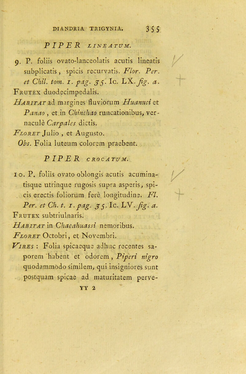 PIPER LINEATUM. 9. P. foliis ovato-lanceolatis acutis lineatis subplicatis, spicis recurvatis. Flor. Per. et Chil. tom. 1. peig. 35. Ic. \HL.jig. a. Frutex duodecimpedalis. Habitat ad margines fluviorum Huanuci et Panao , et.in Chinchao runcationibus, ver- nacule Carpales dictis. Floret Julio , et Augusto. Obs. Folia luteum colorem praebent. PIPER CROCATUM. 10. P. foliis ovato oblongis acutis acumina- tisque utrinque rugosis supra asperis, spi- els erectis foliorum fere longitudine. FI. Per. et Ch. t. 1.pag. 33 Ic. .Jig. a. Frutex subtriulnaris. Habitat in Chaeahuassi nemoribus. Floret Octobri, et Novembri. Fires : Folia spicaequc adhuc recentes sa- porem habent et odorem , Piperi nigro quodammodo similem, qui insigniores sunt postquam spicae ad maturitatem perve- YY 2