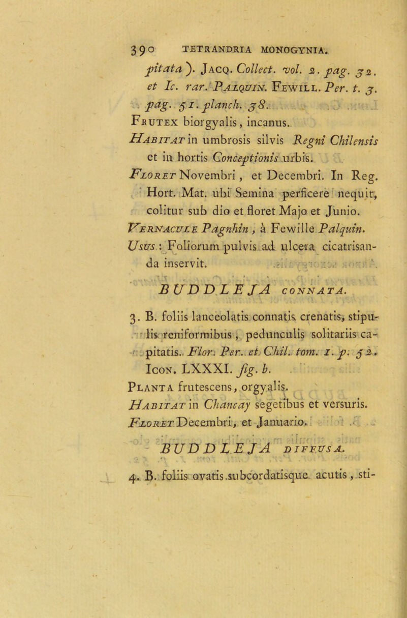 Jpitata). Jacq .Collect, •vol. 2. pag. 32. et Ic. rar. Pazquin. Fewill. Per. t. 3. pag- 51 • planch. 38. Fjrutex biorgyalis, incanus. Habitat in umbrosis silvis Regni Chilensis et in hortis Conceptions urbis. Floret Novembri, et Decembri. In Reg. Hort. Mat. ubi Semina perficere nequir, colitur sub dio et floret Majo et Junio. Fern acute Pagnhin , a Fewill e Pal quin. Usus: Foliorum pulvis ad ulcer a cicatrisan- da inservit. BUDDLEJA CONNATA. 3. B. foliis lanceolatis connatis. crenatis, stipu- lis reniformibus, pedunculis solitariis ca- pitatis. FLor. Per. et Chil. tom. 1. p. 32. Icon. LXXXI. jig. b. . Plant A frutescens, orgyalis. Habitat in Chancay segetibus et versuris. Floret Decembri, et Januario. BUDDLEJA diffusa. . • r\ * ,-*#*■> ' ' ' * ’ -