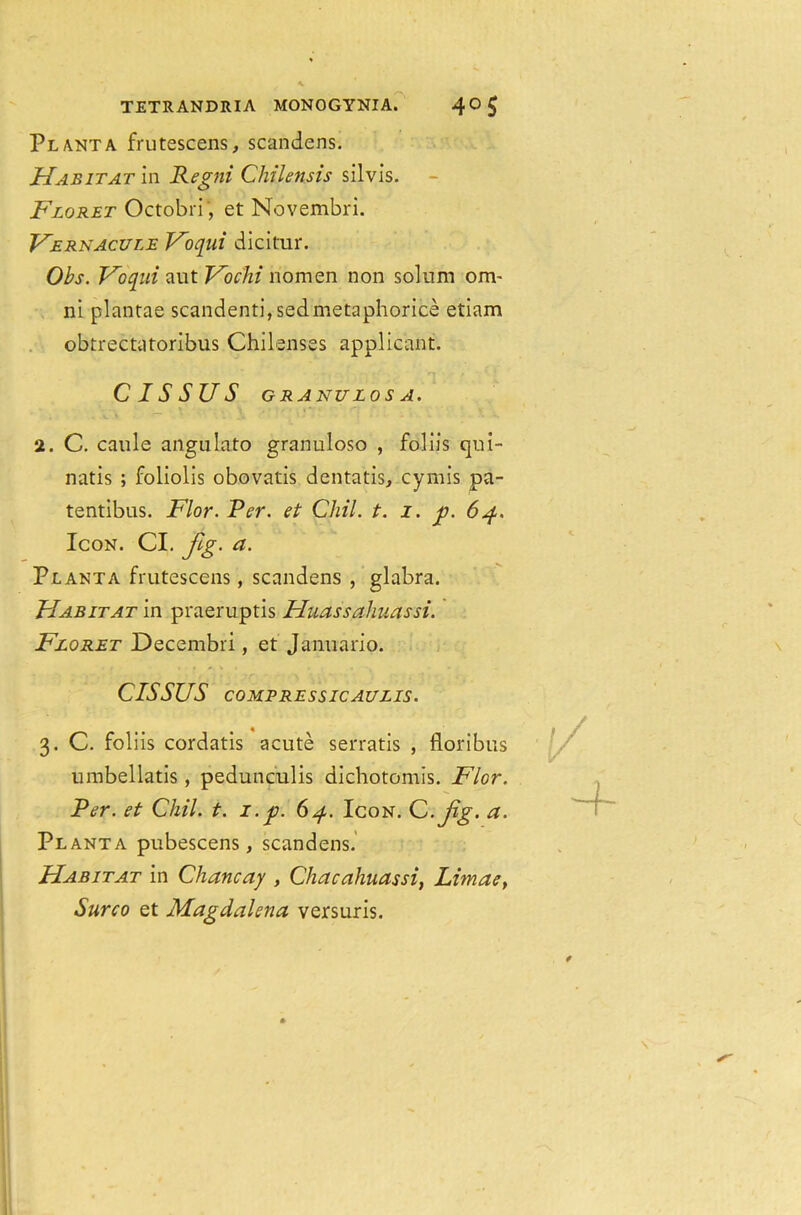 Plant a frutescens, scandens. Habitat in Regni Chilensis silvis. Floret Octobri, et Novembri. Fernacule Foqui dicitur. Obs. Foqui aut Fochi nomen non solum om- ni plantae scandenti,sedmetaphorice etiam obtrectatoribus Chilenses applicant. CISSUS GRANULOSA. 2. C. caule angulato granuloso , foliis qui- natis ; foliolis obovatis dentatis, cyrnis pa- tentibus. Flor. Per. et CJiil. t. i. qp. 64. Icon. Cl. Jig. a. Plant a frutescens, scandens , glabra. Habitat in praeruptis Huassaliuassi. Floret Decembri, et Januario. CISSUS COMP RES SIC AU LIS. 3. C. foliis cordatis acute serratis , floribus umbellatis , pedunculis dichotomis. Flor. Per. et Cliil. t. 1. p. 64. Icon. C.Jig. a. Planta pubescens, scandens. Habitat in Chancay , Chacahuassi, Limae, Surco et Magdalena versuris.