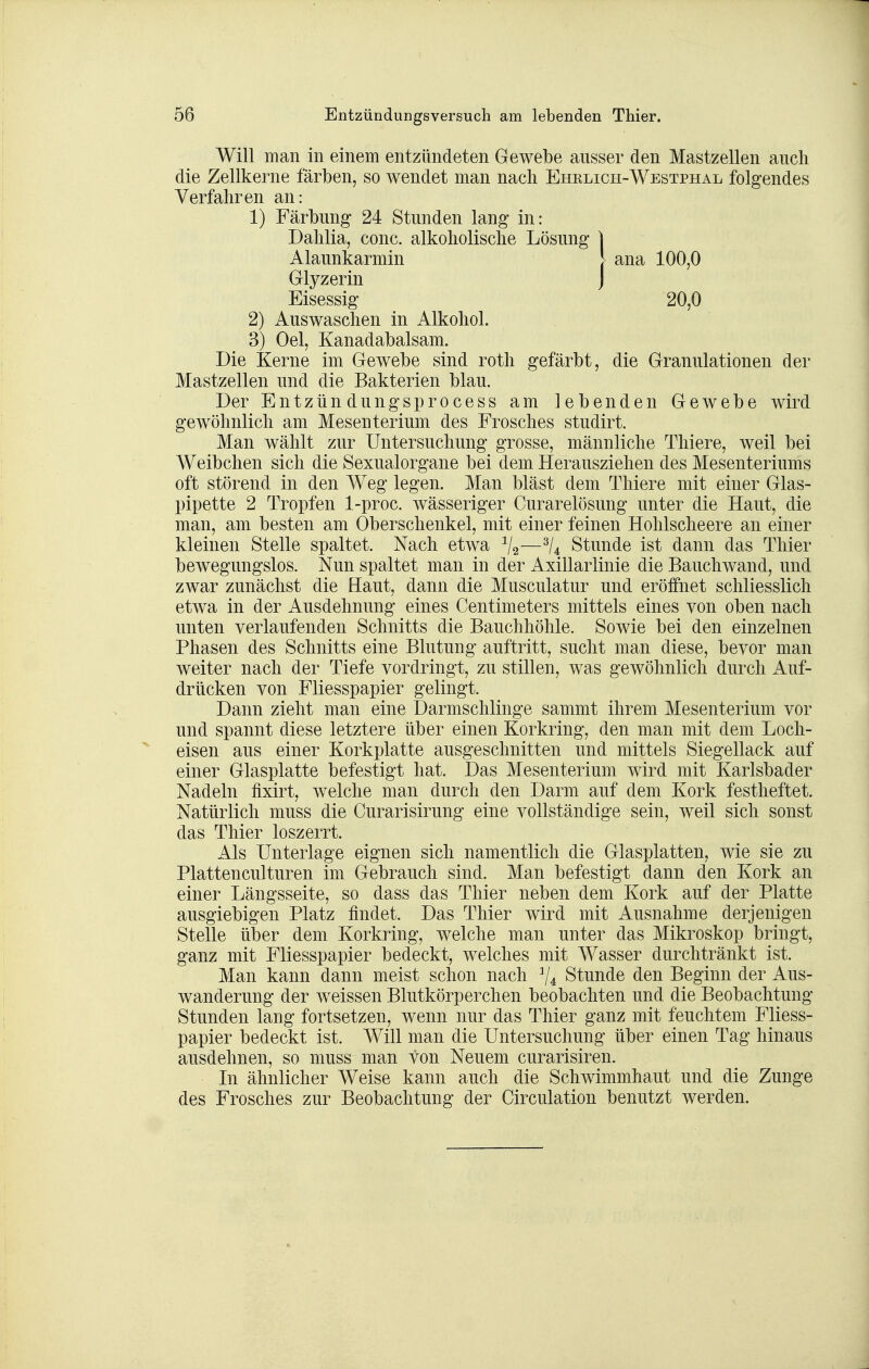 Will man in einem entzündeten Gewebe ausser den Mastzellen auch die Zellkerne färben, so wendet man nach Ehelich-Westphal folgendes Verfahren an: 1) Färbung 24 Stunden lang in: Dahlia, conc. alkoholische Lösung ] 2) Auswaschen in Alkohol. 3) Oel, Kanadabalsam. Die Kerne im Gewebe sind roth gefärbt, die Granulationen der Mastzellen und die Bakterien blau. Der Entzündungsprocess am lebenden Gewebe wird gewöhnlich am Mesenterium des Frosches studirt. Man wählt zur Untersuchung grosse, männliche Thiere, weil bei Weibchen sich die Sexualorgane bei dem Herausziehen des Mesenteriums oft störend in den Weg legen. Man bläst dem Thiere mit einer Glas- pipette 2 Tropfen 1-proc. wässeriger Curarelösung unter die Haut, die man, am besten am Oberschenkel, mit einer feinen Hohlscheere an einer kleinen Stelle spaltet. Nach etwa —Stunde ist dann das Thier bewegungslos. Nun spaltet man in der Axillarlinie die Bauchwand, und zwar zunächst die Haut, dann die Musculatur und eröffnet schliesslich etwa in der Ausdehnung eines Centimeters mittels eines von oben nach unten verlaufenden Schnitts die Bauchhöhle. Sowie bei den einzelnen Phasen des Schnitts eine Blutung auftritt, sucht man diese, bevor man weiter nach der Tiefe vordringt, zu stillen, was gewöhnlich durch Auf- drücken von Fliesspapier gelingt. Dann zieht man eine Darmschlinge sammt ihrem Mesenterium vor und spannt diese letztere über einen Korkring, den man mit dem Loch- eisen aus einer Korkplatte ausgeschnitten und mittels Siegellack auf einer Glasplatte befestigt hat. Das Mesenterium wird mit Karlsbader Nadeln fixirt, welche man durch den Darm auf dem Kork festheftet. Natürlich muss die Curarisirung eine vollständige sein, weil sich sonst das Thier loszerrt. Als Unterlage eignen sich namentlich die Glasplatten, wie sie zu Plattenculturen im Gebrauch sind. Man befestigt dann den Kork an einer Längsseite, so dass das Thier neben dem Kork auf der Platte ausgiebigen Platz findet. Das Thier wird mit Ausnahme derjenigen Stelle über dem Korkring, welche man unter das Mikroskop bringt, ganz mit Fliesspapier bedeckt, welches mit Wasser durchtränkt ist. Man kann dann meist schon nach ^4 Stunde den Beginn der Aus- wanderung der weissen Blutkörperchen beobachten und die Beobachtung Stunden lang fortsetzen, wenn nur das Thier ganz mit feuchtem Fliess- papier bedeckt ist. Will man die Untersuchung über einen Tag hinaus ausdehnen, so muss man von Neuem curarisiren. In ähnlicher Weise kann auch die Schwimmhaut und die Zunge des Frosches zur Beobachtung der Circulation benutzt werden. Alaunkarmin Glyzerin Eisessig 20,0