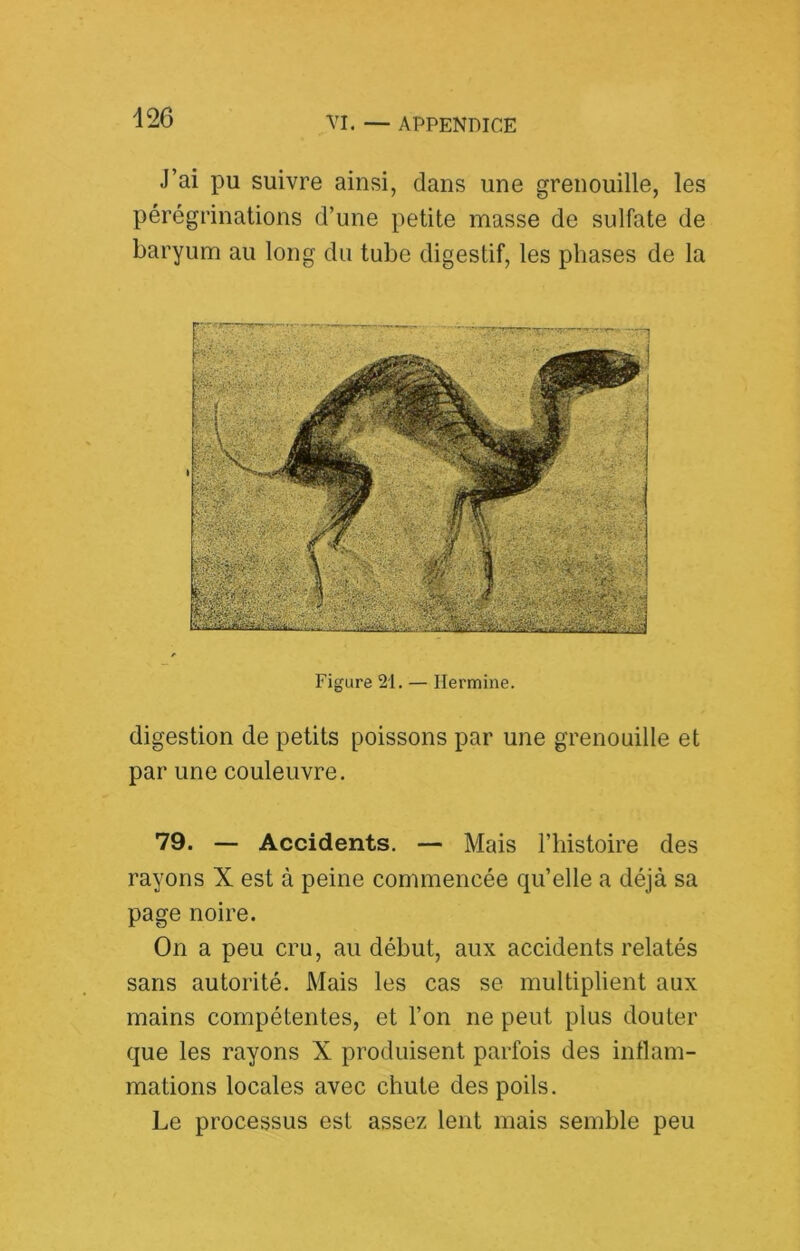 J’ai pu suivre ainsi, dans une grenouille, les pérégrinations d’une petite masse de sulfate de baryum au long du tube digestif, les phases de la Figure 21. — Hermine. digestion de petits poissons par une grenouille et par une couleuvre. 79. — Accidents, — Mais l’histoire des rayons X est à peine commencée qu’elle a déjà sa page noire. On a peu cru, au début, aux accidents relatés sans autorité. Mais les cas se multiplient aux mains compétentes, et l’on ne peut plus douter que les rayons X produisent parfois des inflam- mations locales avec chute des poils. Le processus est assez lent mais semble peu