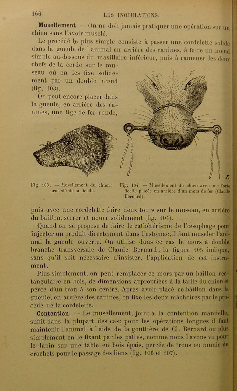 Musellement. — On ne doit jamais pratiquer une opération sur un chien sans l’avoir muselé. Le procédé \e plus simple consiste à passer une cordelette solide dans la gueule de l’animal en arrière des canines, à l'aire un nœud simple au-dessous du maxillaire inférieur, puis à ramener les deux chefs de la corde sur le mu- seau où on les fixe solide- ment par un double nœud (fig. 103). On peut encore placer dans la gueule, en arrière des ca- nines, une tige de fer ronde, Fig. 103. — Musellement du chien; Fig. 104 — Musellement du chien avec une forte procédé de la ficelle. ficelle placée en arrière d’un mors de fer (Claude Bernard). puis avec une cordelette faire deux tours sur le museau, en arrière du bâillon, serrer et nouer solidement (fig. 104). Quand on se propose de faire le cathétérisme de l’œsophage pour injecter un produit directement dans l’estomac, il faut museler l’ani- ; mal la gueule ouverte. On utilise dans ce cas le mors à double branche transversale de Claude Bernard; la figure 105 indique, sans qu’il soit nécessaire d’insister, l’application de cet instru- ment. Plus simplement, on peut remplacer ce mors par un bâillon rec- tangulaire en bois, de dimensions appropriées à la taille du chien et percé d’un trou à son centre. Après avoir placé ce bâillon dans la gueule, en arrière des canines, on fixe les deux mâchoires parle pro- I cédé de la cordelette. Contention. — Le musellement, joint à la contention manuelle, suffit dans la plupart des cas; pour les opérations longues il faut maintenir l’animal à l’aide de la gouttière de Cl. Bernard ou plus simplement en le fixant par les pattes, comme nous l’avons vu pour le lapin sur une table en bois épais, percée de trous ou munie de crochets pour le passage des liens (fig. 106 et 107).