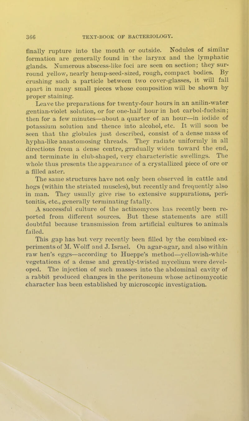 finally rupture into the mouth or outside. Nodules of similar formation are generally found in the larynx and the lymphatic glands. Numerous ahscess-like foci are seen on section; they sur- round 3^ello\v, nearly hemp-seed-sized, rough, compact bodies. By crushing such a particle between two cover-glasses, it will fall apart in many small pieces whose composition will be shown by proper staining. Leave the preparations for twenty-four hours in an anilin-water gentian-violet solution, or for one-half hour in hot carbol-fuchsin; then for a few minutes—about a quarter of an hour—in iodide of potassium solution and thence into alcohol, etc. It will soon he seen that the globules just desci'ibed, consist of a dense mass of h^qiha-like anastomosing threads. They radiate uniformly in all directions from a dense centre, gradually widen toward the end, and terminate in club-shaped, very characteristic swellings. The whole thus presents the appearance of a crystallized piece of ore or a filled aster. The same structures have not only been observed in cattle and hogs (within the striated muscles), but recentty and frequently also in man. They usually give rise to extensive suppurations, peri- tonitis, etc., generally terminating fatally. A successful culture of the actinom3ces has recentlj^ been re- ported from different sources. But these statements are still doubtful because transmission from artificial cultures to animals failed. This gap has but veiw recently been filled b^ the combined ex- periments of M. Wolff and J. Israel. On agar-agar, and also within raw hen’s eggs—according to Hueppe’s method—3'ellowish-white vegetations of a dense and greatly-twisted m3celium were devel- oped. The injection of such masses into the abdominal cavity of a rabbit produced changes in the peritoneum whose actinom3Xotic character has been established by microscopic investigation.