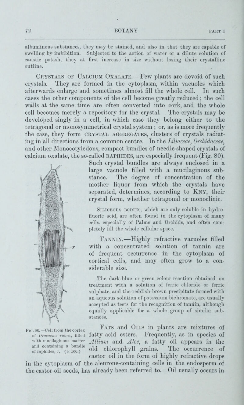 albuminous substances, they may be stained, and also in that they are capable of swelling by imbibition. Subjected to the action of water or a dilute solution of caustic potash, they at first increase in size without losing their crystalline outline. Crystals of Calcium Oxalate.—Few plants are devoid of such crystals. They are formed in the cytoplasm, within vacuoles which afterwards enlarge and sometimes almost fill the whole cell. In such cases the other components of the cell become greatly reduced; the cell walls at the same time are often converted into cork, and the whole cell becomes merely a repository for the crystal. The crystals may be developed singly in a cell, in which case they belong either to the tetragonal or monosymmetrical crystal system ; or, as is more frequently the case, they form crystal aggregates, clusters of crystals radiat- ing in all directions from a common centre. In the Liliaceae, Orchidaceae, and other Monocotyledons, compact bundles of needle-shaped crystals of calcium oxalate, the so-called raphides, are especially frequent (Fig. 80). Such crystal bundles are always enclosed in a large vacuole filled with a mucilaginous sub- stance. The degree of concentration of the mother liquor from which the crystals have separated, determines, according to Kny, their crystal form, whether tetragonal or monoclinic. Siliceous bodies, which are only soluble in hydro- fluoric acid, are often found in the cytoplasm of many cells, especially of Palms and Orchids, and often com- pletely fill the whole cellular space. Tannin.—Highly refractive vacuoles filled with a concentrated solution of tannin are of frequent occurrence in the cytoplasm of cortical cells, and may often grow to a con- siderable size. The dark-blue or green colour reaction obtained on treatment with a solution of ferric chloride or ferric sulphate, and the reddish-brown precipitate formed with an aqueous solution of potassium bichromate, are usually accejited as tests for the recognition of tannin, although equally aj)plicable for a whole group of similar sub- stances. Fats and Oils in plants are mixtures of fatty acid esters. Frequently, as in species of Allium and Aloe, a fatty oil appears in the old chlorophyll grains. The occurrence of J Fig. so.—Cell from the cortex of Dmvo.eiia rubra, filled with mucilaginous matter and containing a bundle of raphides, r. (x 1(30.) castor oil in the form of highly refractive drops in the cytoplasm of the aleurone-containing cells in the endosperm of the castor-oil seeds, has already been referred to. Oil usually occurs in