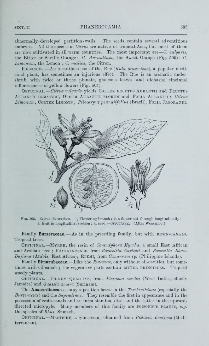 abnormally-developed partition-walls. The seeds contain several adventitious embryos. All the species of Citrus are native of tropical Asia, but most of them are now cultivated in all warm countries. The most important are—C. vulgaris, the Bitter or Seville Orange ; C. Aurantium, the Sweet Orange (Fig. 505) ; C. Limonum, the Lemon ; C. medica, the Citron. Poisonous,—An incautious use of the Rue {Ruta graveolens), a popular medi- cinal plant, has sometimes an injurious effect. The Rue is an aromatic under- shrub, with twice or thrice pinnate, glaucous leaves, and dichasial cincinnal inflorescences of yellow flow^ers (Fig. 504). Officinal.—Citrus vulgaris yields Cortex fructus Ai'rantii and Fructus AuRANTii immaturi, Oleum Aurantii florum and Folia Aurantii ; Citrus Limonum, Cortex Limonis ; Pilocarpus pennatifolius (Brazil), Folia Jaborandi. Fig. 505.—Citnis Aurantium. I, Flowering branch ; 2, a flower cut through longitudinally ; 3, fruit in longitudinal section ; 4, seed.—Off/cixal. (After Wossidlo.) Family Burseraceae.—As in the preceding family, but with resin-canals. Tropical trees. Officinal.—Myrrh, the resin of Commiphora 3Iyrrlia, a small East African and Arabian tree ; Frankincense, from Bostvcllia Cartesii and Bosiccllia Bliau- Dajiana (Arabia, East Africa); Elemi, from Canarium sp. (Philippine Islands). Family Simarubaceae.—Like the Ruiaceae, only without oil-cavities, but some- times with oil-canals ; the vegetative parts contain bitter principles. Tropical woody plants. Officinal.—Lignum Qltassiae, from Picraena excelsa (West Indies, chiefly Jamaica) and Quassia amara (Surinam). The Anacardiaceae occupy a position between the Terehinthinae (especially the Burseraceae) and the Sapindinae. They resemble the first in appearance and in the possession of resin-canals and an intra-staminal disc, and the latter in the upward- directed micropyle. Many members of this family are poisonous plants, e.g. the species of Rhus, Sumach. Officinal.—Mastiche, a gum-resin, obtained from Pistacia Lenticus (Medi- terranean).