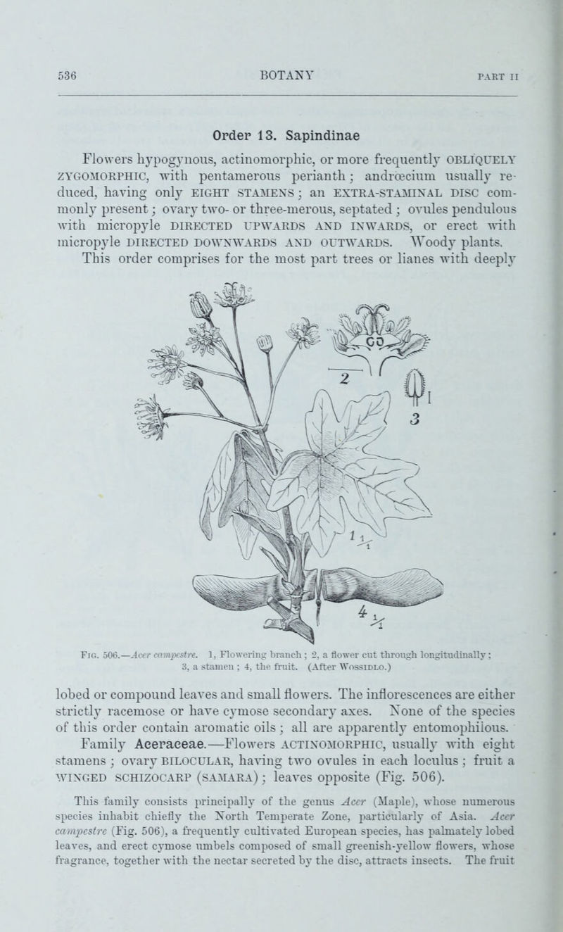 Order 13. Sapindinae Flowers hypogynous, actinomorphic, or more frequently obliquely ZYGOMORrHiC, with pentamerous perianth; andra?cium usually re- duced, having only eight stamens ; an extra-staminal disc com- monly present; ovar}^ two- or three-merous, septated ; ovules pendulous with micropyle directed rp^YARDS and inwards, or erect with micropyle directed down\yards and outwards. Woody plants. This order comprises for the most part trees or lianes with deeply Fig. 506.—Acer co.mpesire. 1, FloAvering branch ; 2, a flower cut through longitudinally; 3, a stamen ; 4, the fruit. (After Wossidlo.) lobed or compound leaves and small flowers. The inflorescences are either strictlj^ racemose or have cymose secondary axes. None of the species of this order contain aromatic oils ; all are apparent^ entomophiious. Family Aeeraeeae.—Flowers actinomorphic, usually with eight stamens ; ovary bilocular, having two ovules in each loculus ; fruit a WINGED SCHIZOCARP (SAMARA) ; leaves opposite (Fig. 506). This family consists principally of the genus Acer (Maple), whose numerous species inhabit chiefly the North Temperate Zone, particularly of Asia. Acer campcstrc (Fig. 506), a frequently cultivated European species, has palmately lobed leaves, and erect cymose imibels composed of small greenish-yellow flowers, whose fragrance, together with the nectar secreted by the disc, attracts insects. The fruit