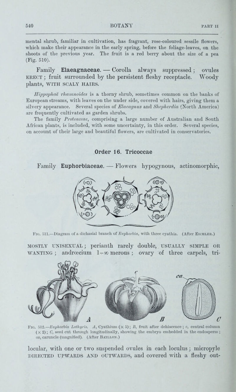 mental slirub, familiar iu cultivation, has fragrant, rose-coloured sessile flowers, which make their appearance in the early spring, before the foliage-leaves, on the shoots of the previous year. The fruit is a red berry about the size of a pea (Fig. 510). Family Elaeagnaeeae. — Corolla always suppressed; ovules ERECT; fruit surrounded by the persistent fleshy receptacle. Woody plants, WITH SCALY HAIRS. Hiirpopliae rhamnoides is a thorny shrub, sometimes common on the banks of European streams, Avith leaves on the under side, covered Avith hairs, giving them a silvery appearance. Several species of Elaeagnus and Shcphcrdia (North America) are frequently cultivated as garden shrubs. The family Protcaccac, comprising a large number of Australian and South African plants, is included, with some uncertainty, in this order. Several species, on account of their large and beautiful flowers, are cultivated in conservatories. Order 16. Tricoceae Family Euphorbiaeeae. — Flowers hypogynous, actinomorphic, Fig. 511.—Diagram of a dicliasial branch of Eiqitlwrhia, with three cyatliia. (After Eichler.) MOSTLY UNISEXUAL; perianth rarely double, usually simple or \VANTING ; androecium 1-comerous; ovary of three carpels, tri- FiG. 512.—Euphorbia Lathyih. A, Cyathiuiii (x 5); B, fruit after dehiscence; c, central column (X 2); C, seed cut through longitudinally, showing the embryo embedded in tlie endosperm ; ca, caruncle (magnified). (After Baillon.) locular, with one or two suspended ovules in each loculus; micropyle directed upwards and out\yards, and covered with a fleshy out-